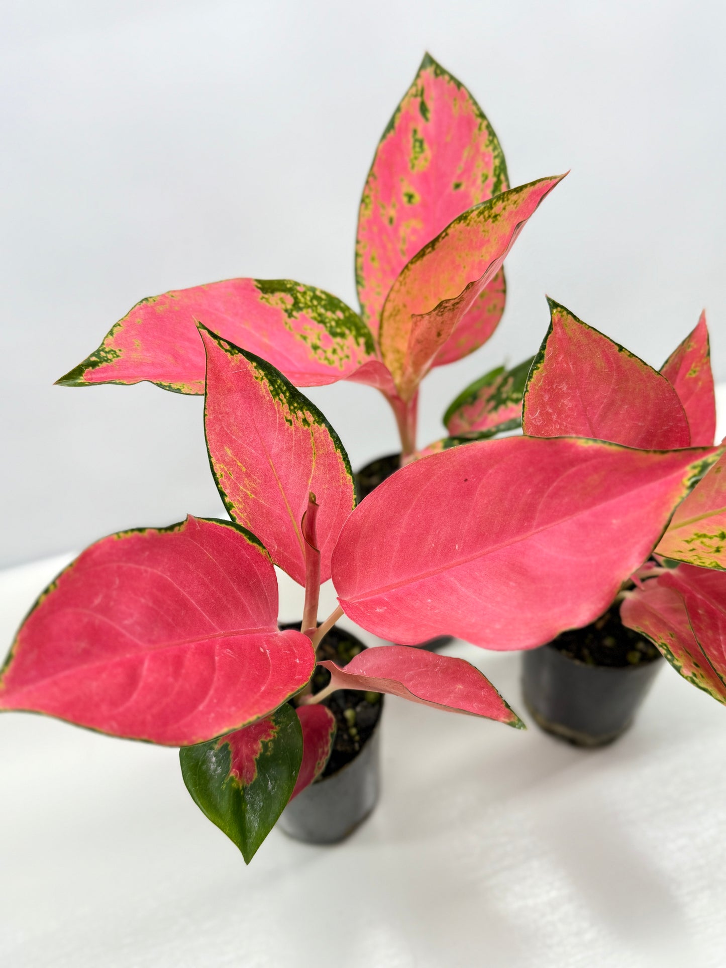 Aglaonema China Red - Best Pick of the Crop!