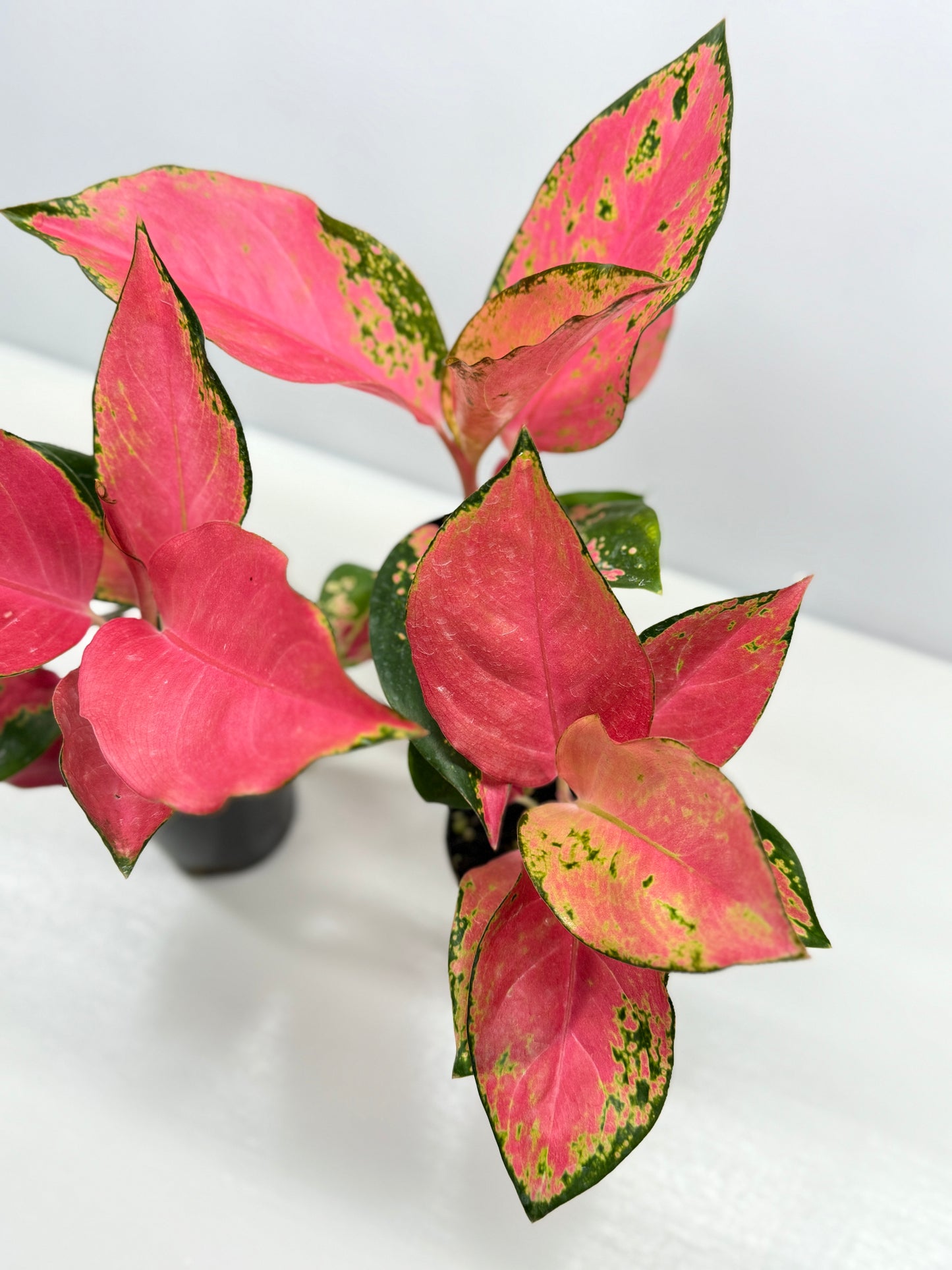 Aglaonema China Red - Best Pick of the Crop!