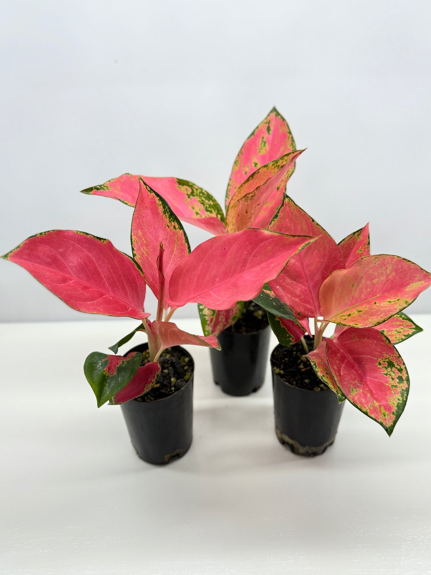Aglaonema China Red - Best Pick of the Crop!