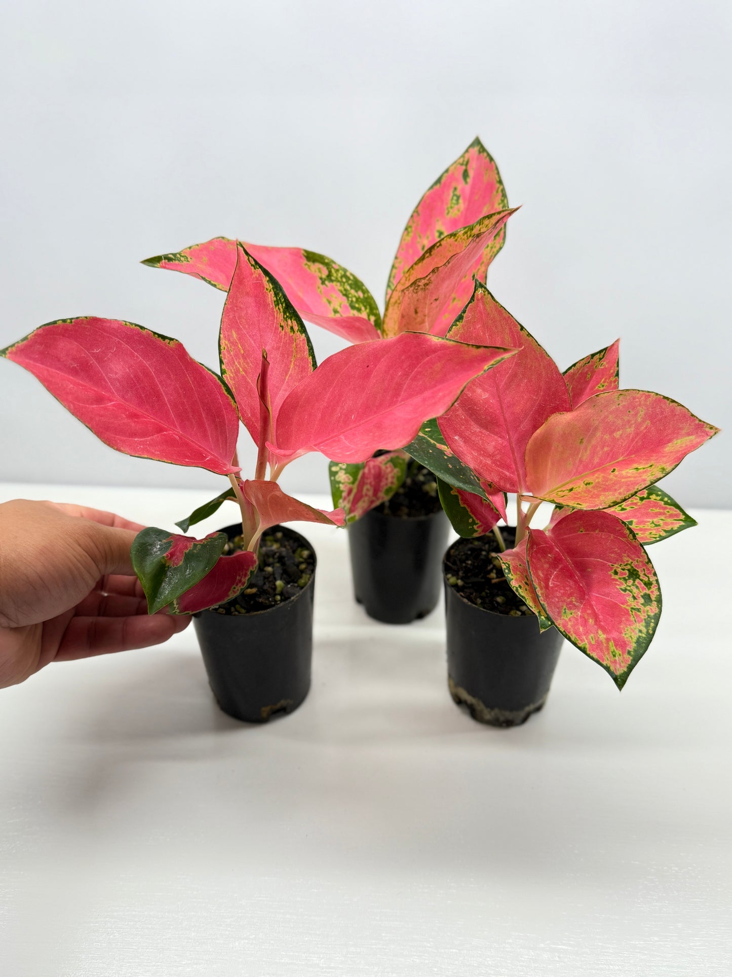 Aglaonema China Red - Best Pick of the Crop!