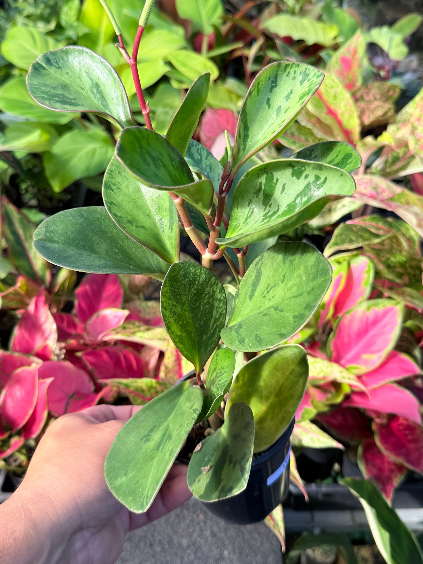 Peperomia obtusifolia ‘Tropicolor’ L64