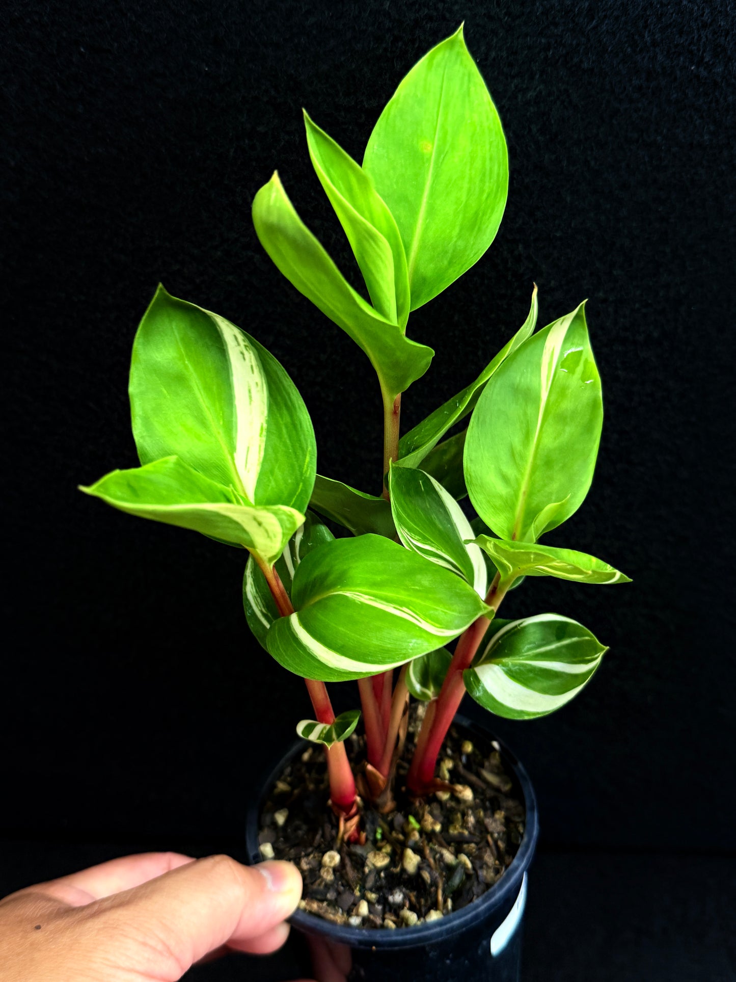 Pleuranthodium schlecteri 'Variegated Dwarf Ginger' - Rarely Offered F59