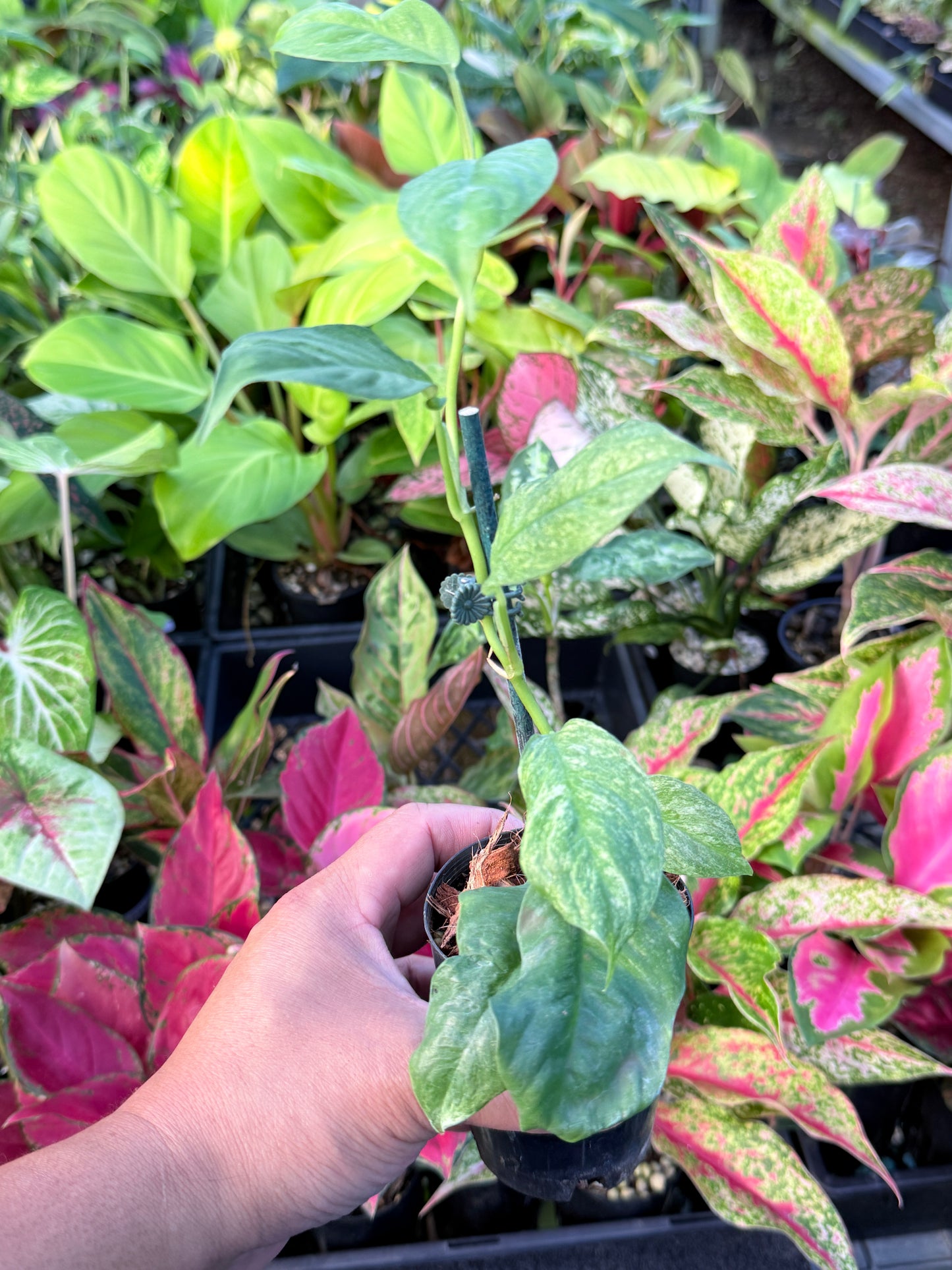 Rhaphidophora 'Puberula Variegated' L68