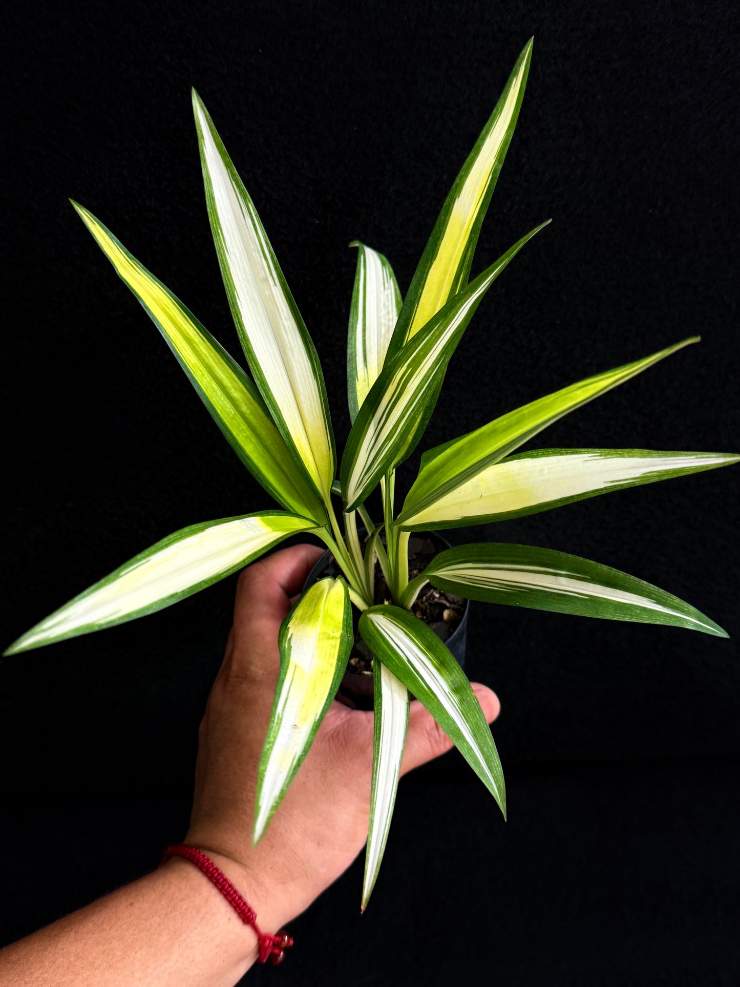 Chlorophytum 'Capense Variegata' - Best Plant in Stock.
