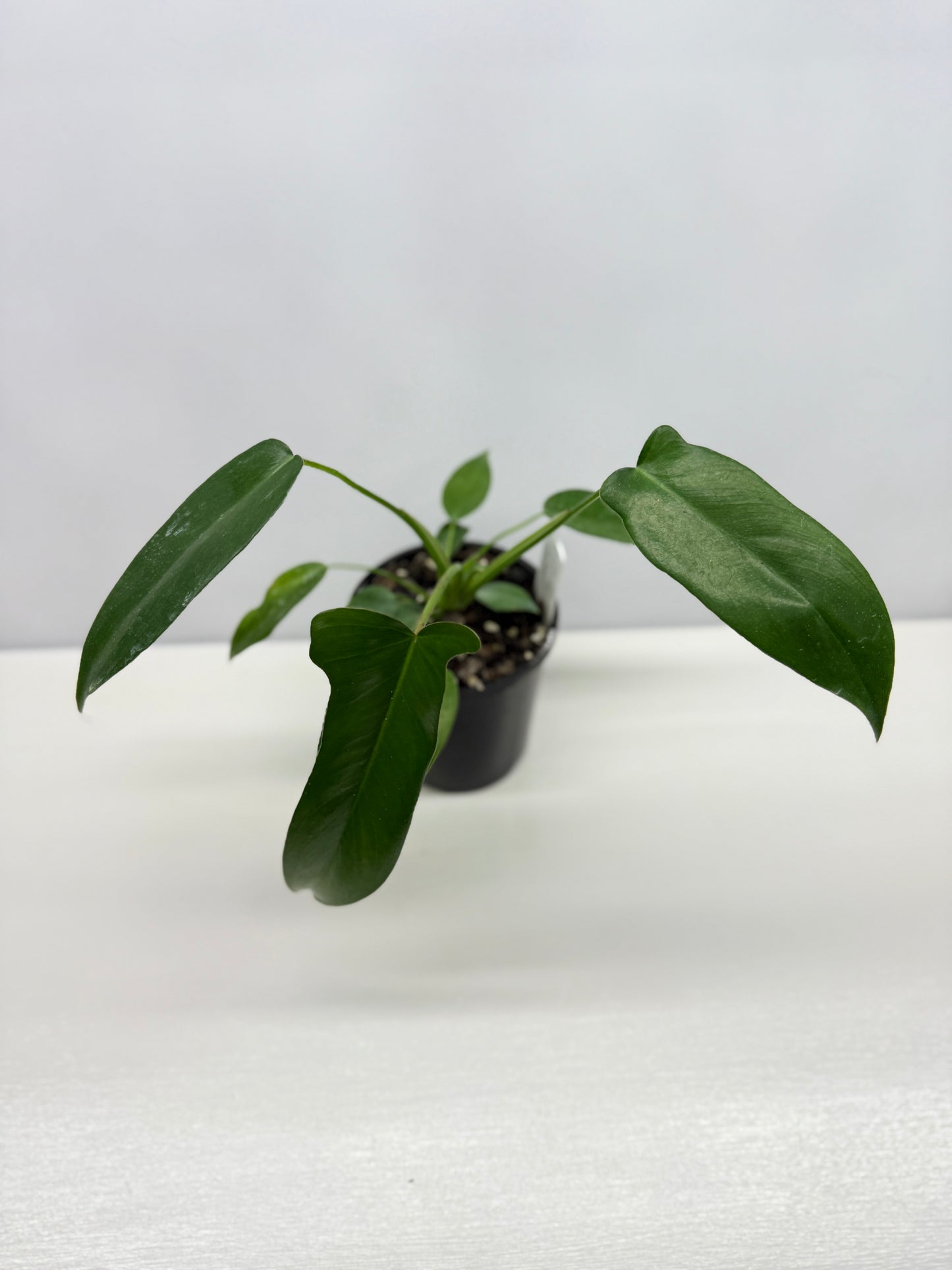 Philodendron longilobatum 'Lelano Miyano' A49
