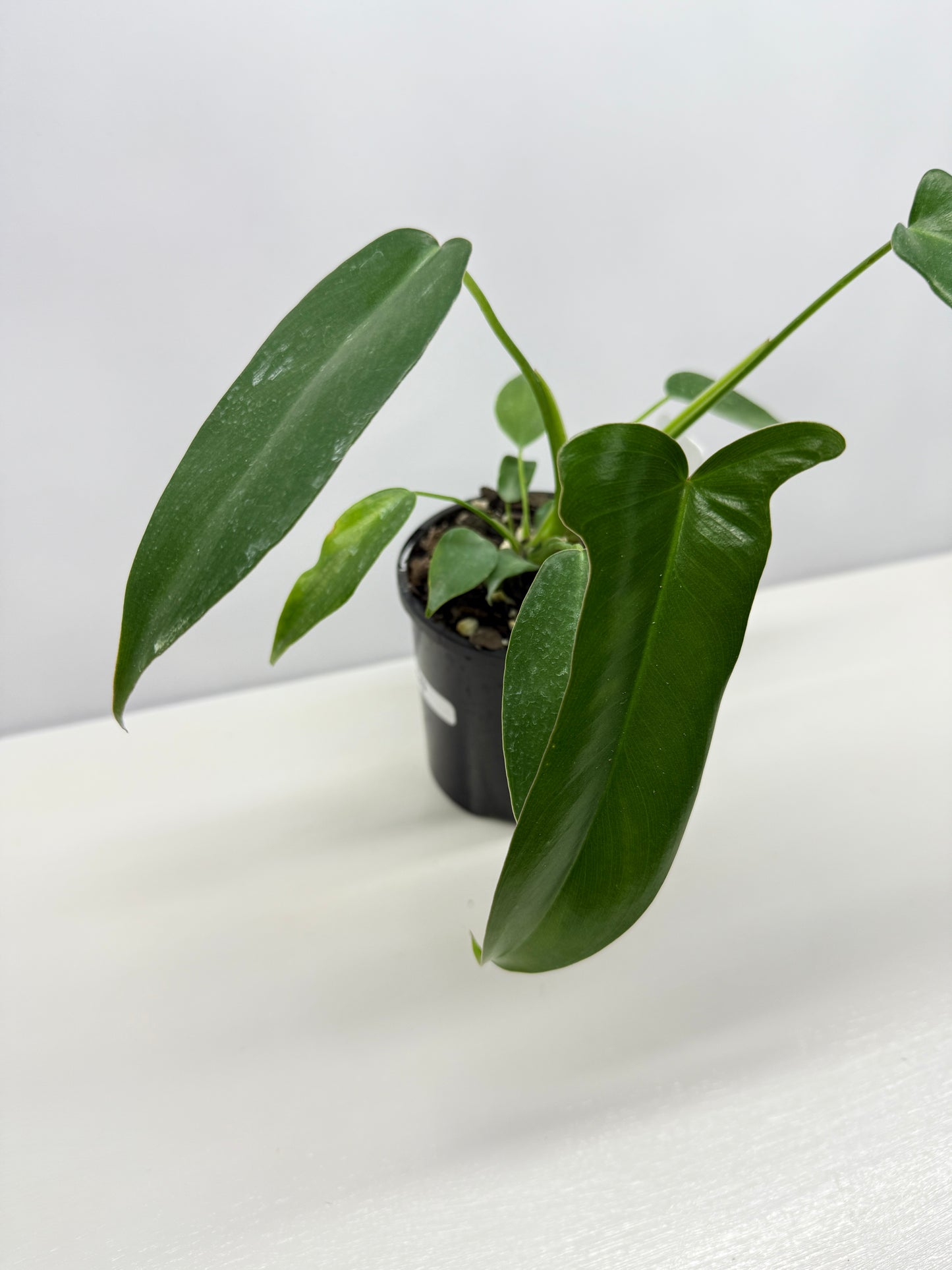 Philodendron longilobatum 'Lelano Miyano' A49