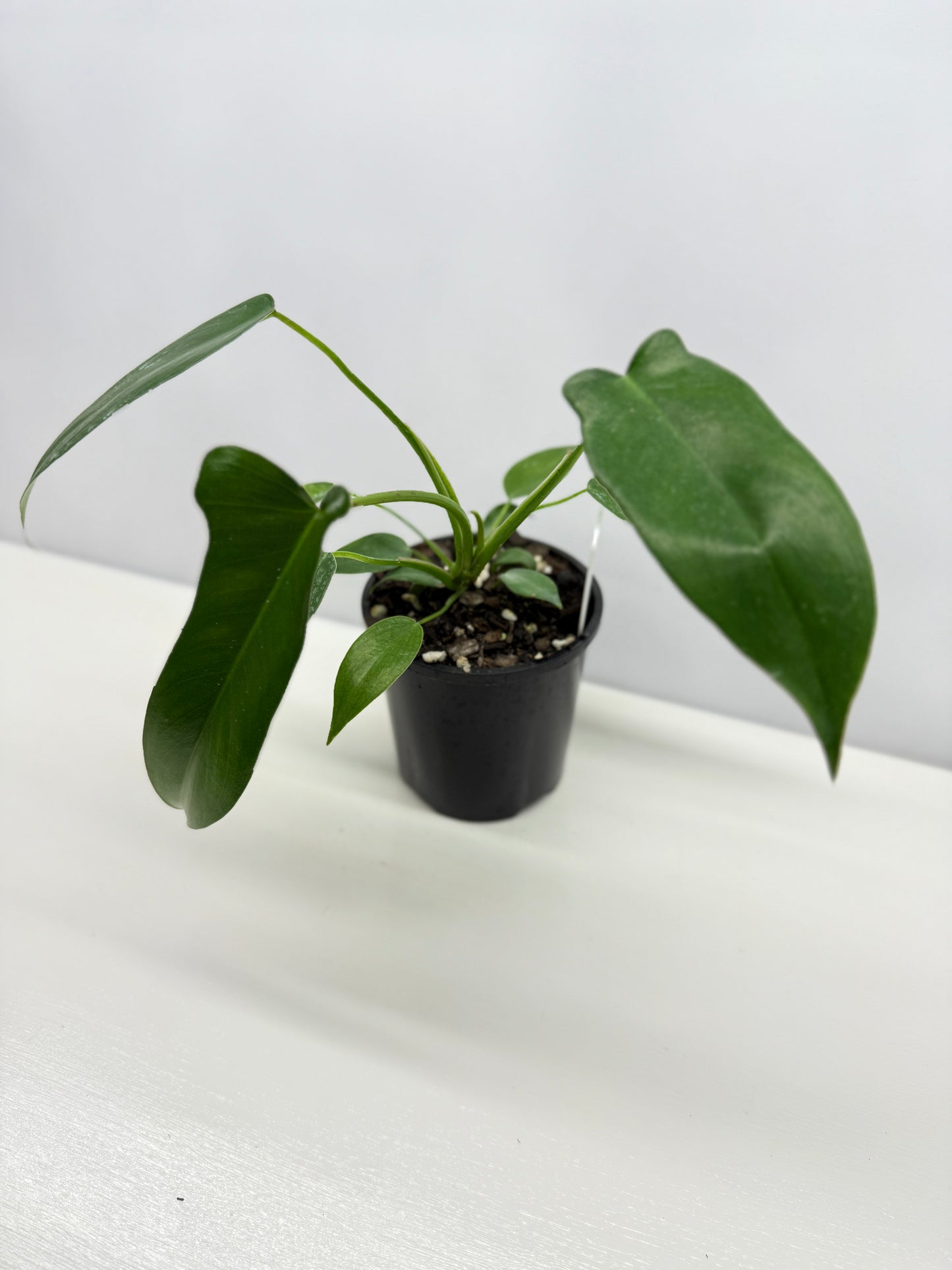 Philodendron longilobatum 'Lelano Miyano' A49