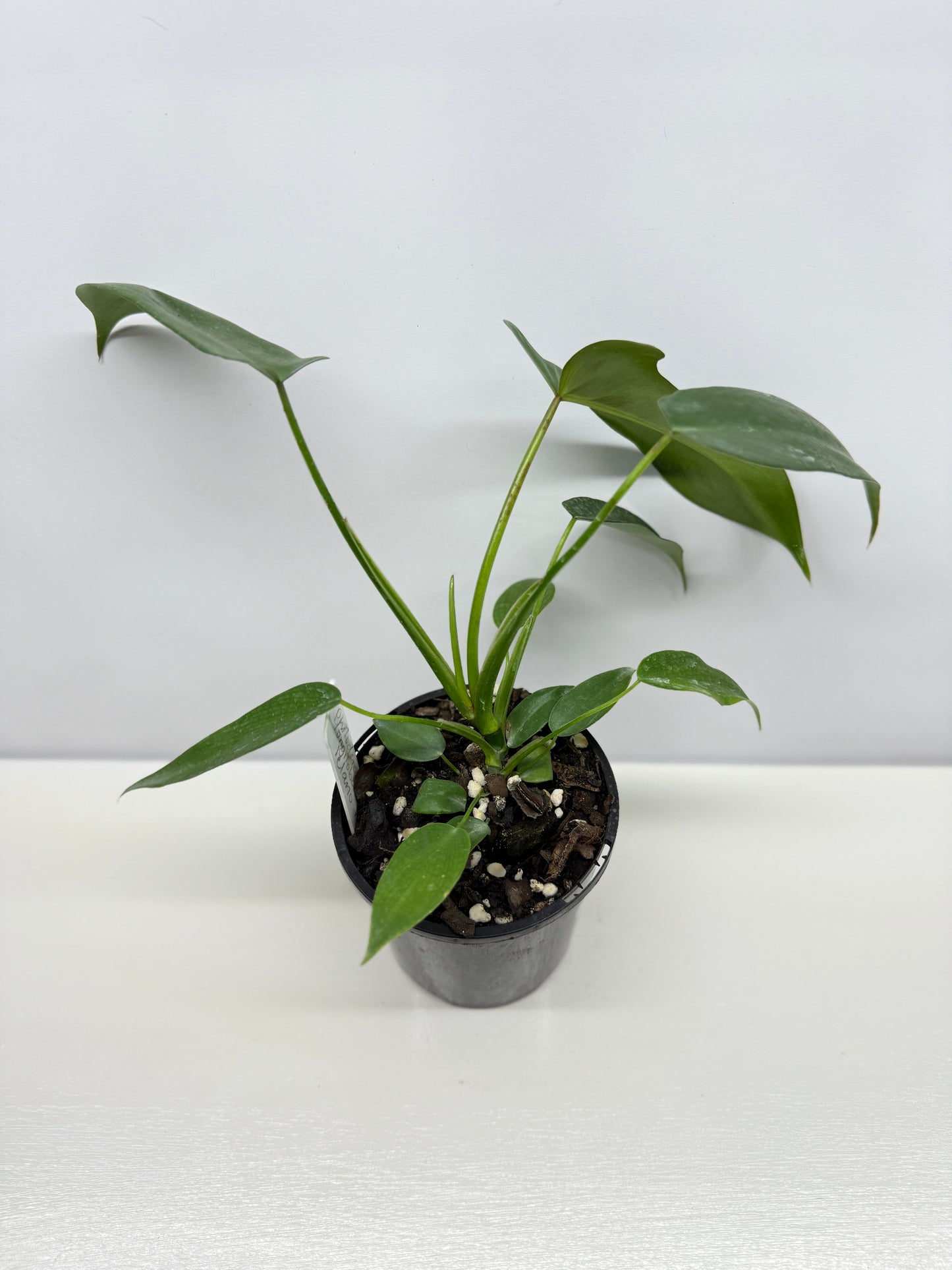 Philodendron longilobatum 'Lelano Miyano' A49