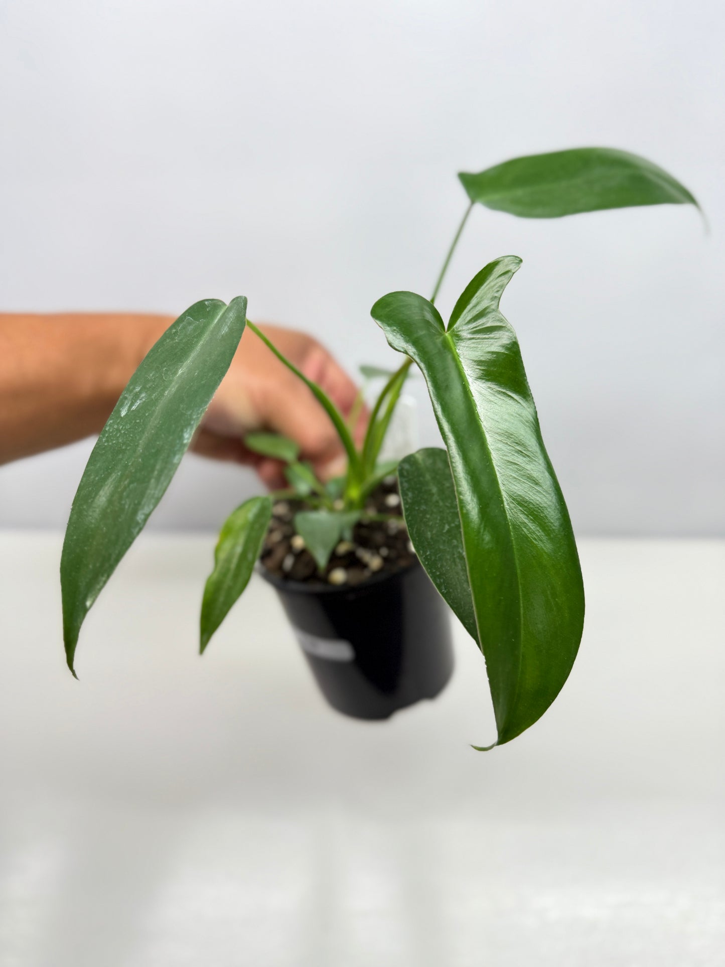 Philodendron longilobatum 'Lelano Miyano' A49