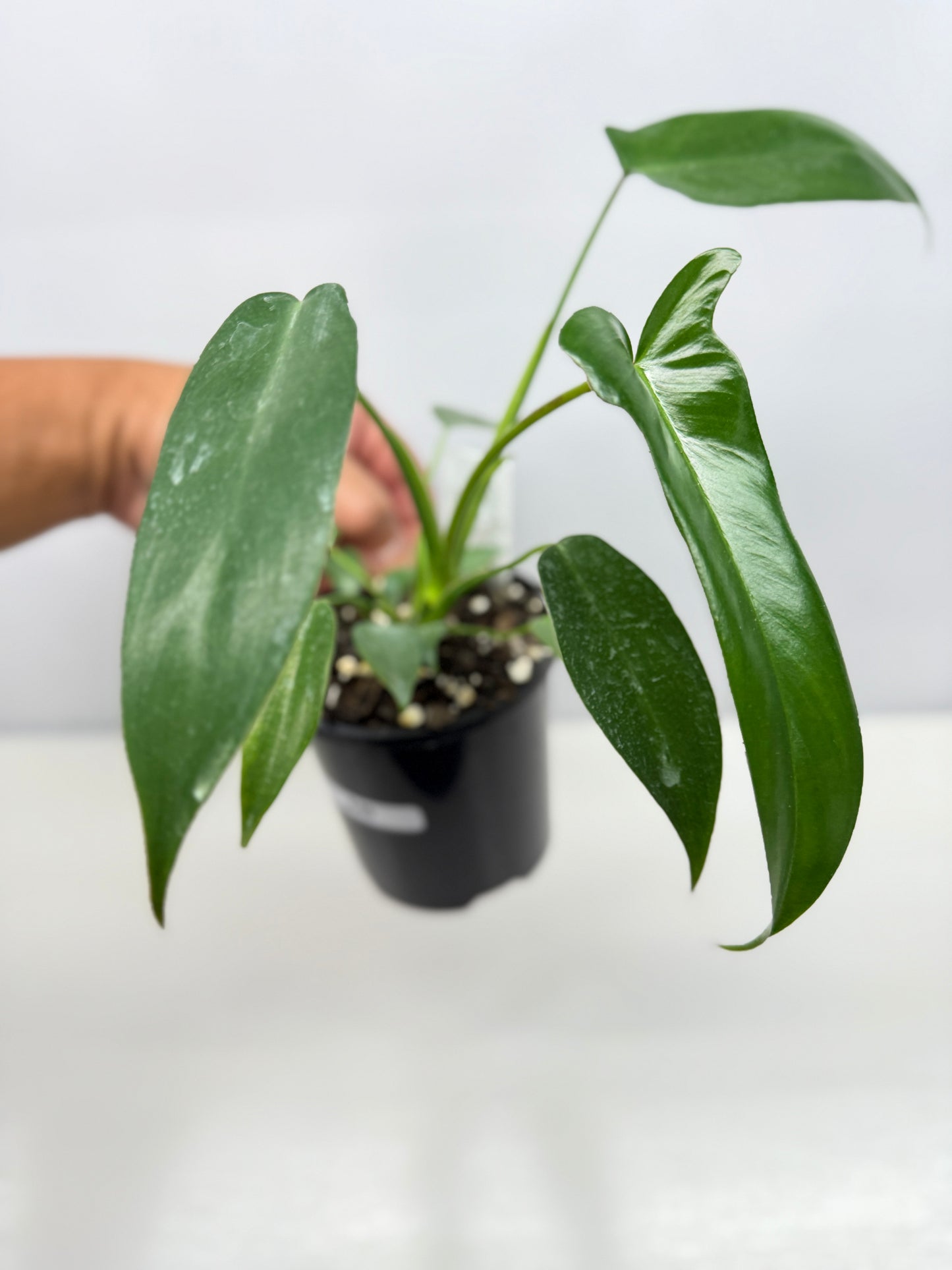 Philodendron longilobatum 'Lelano Miyano' A49