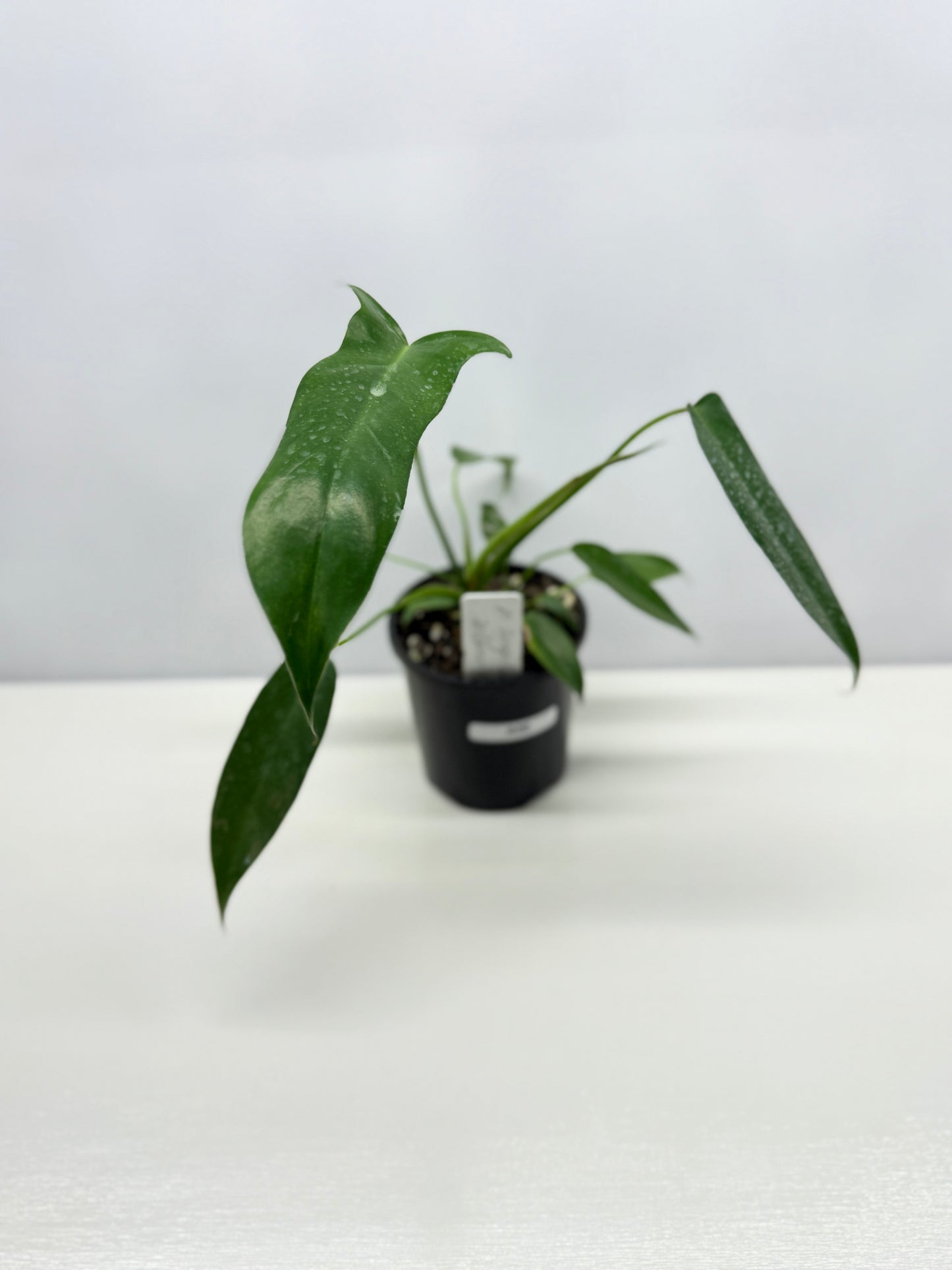 Philodendron longilobatum 'Lelano Miyano' A50