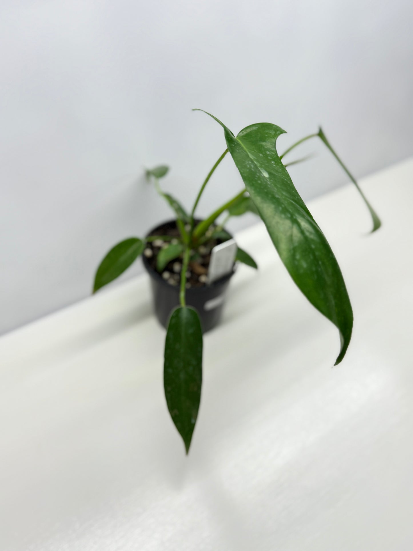 Philodendron longilobatum 'Lelano Miyano' A50