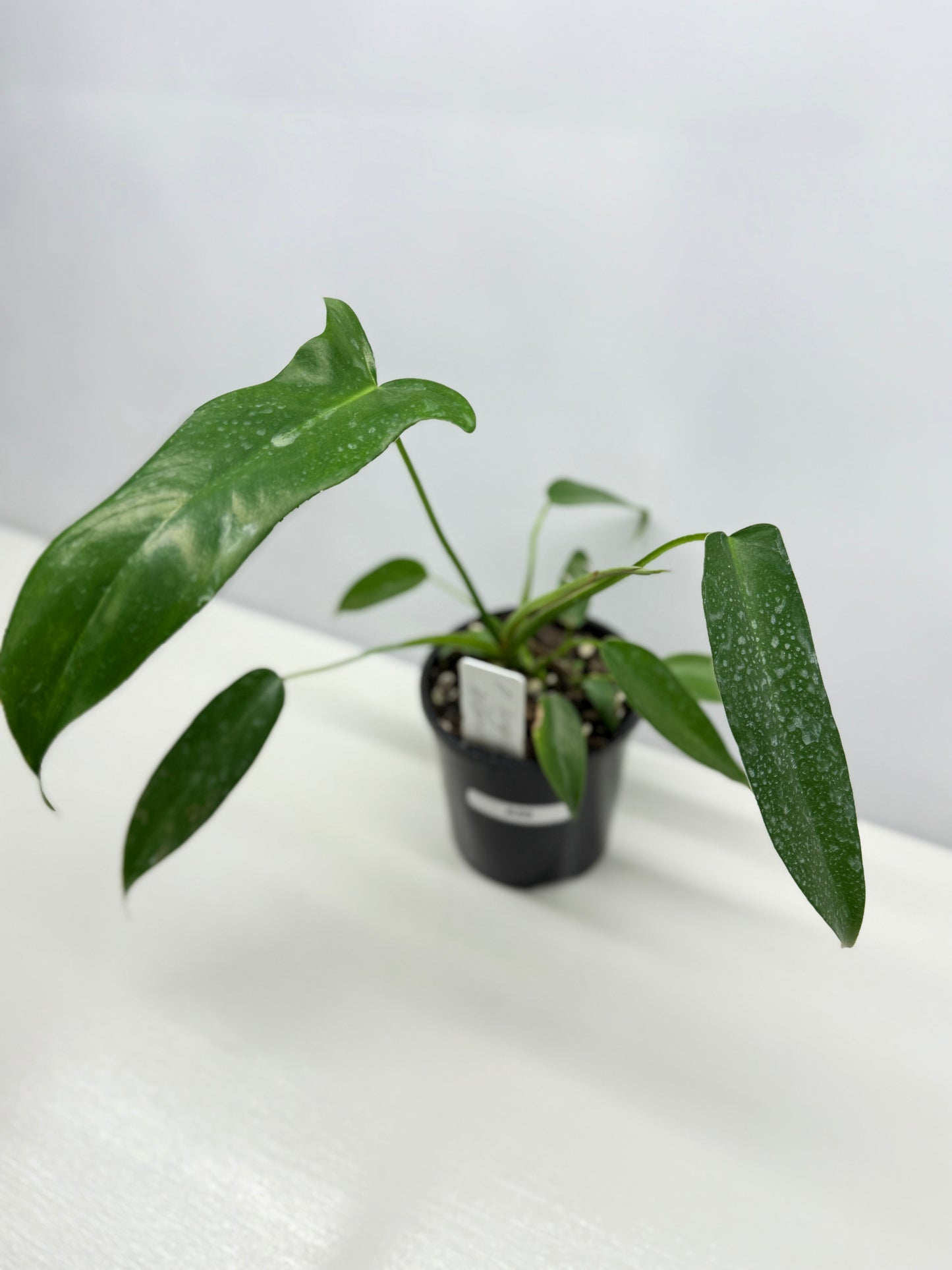 Philodendron longilobatum 'Lelano Miyano' A50