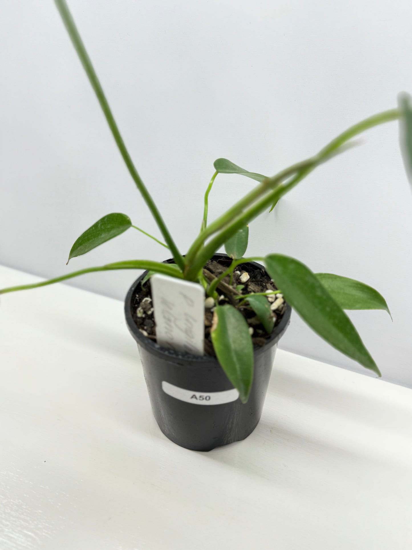 Philodendron longilobatum 'Lelano Miyano' A50