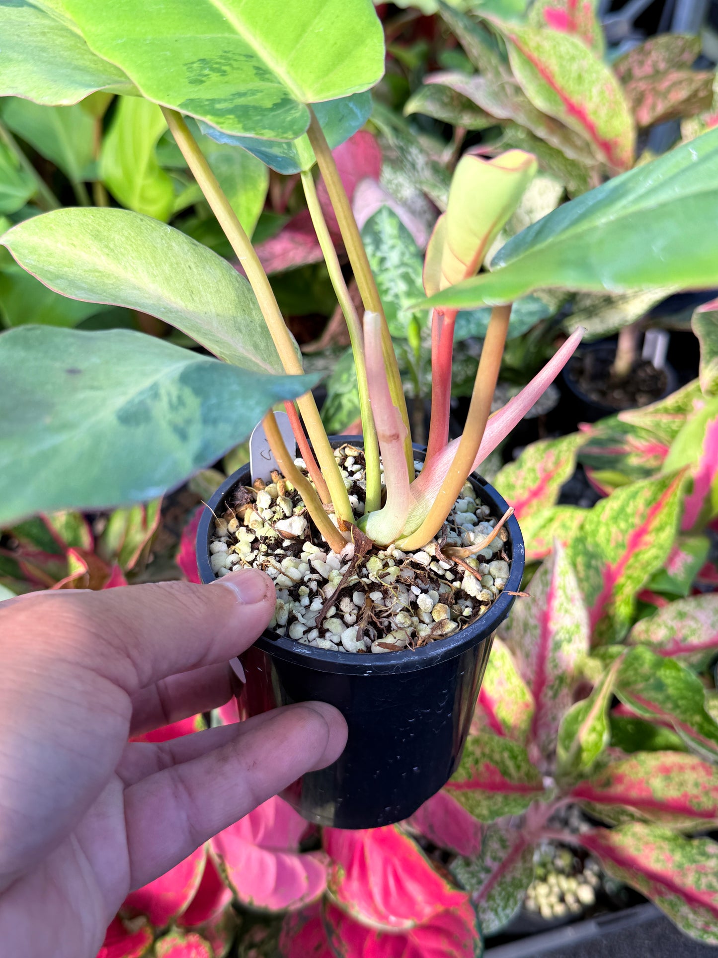 Philodendron 'Snow Drift Variegated' M26