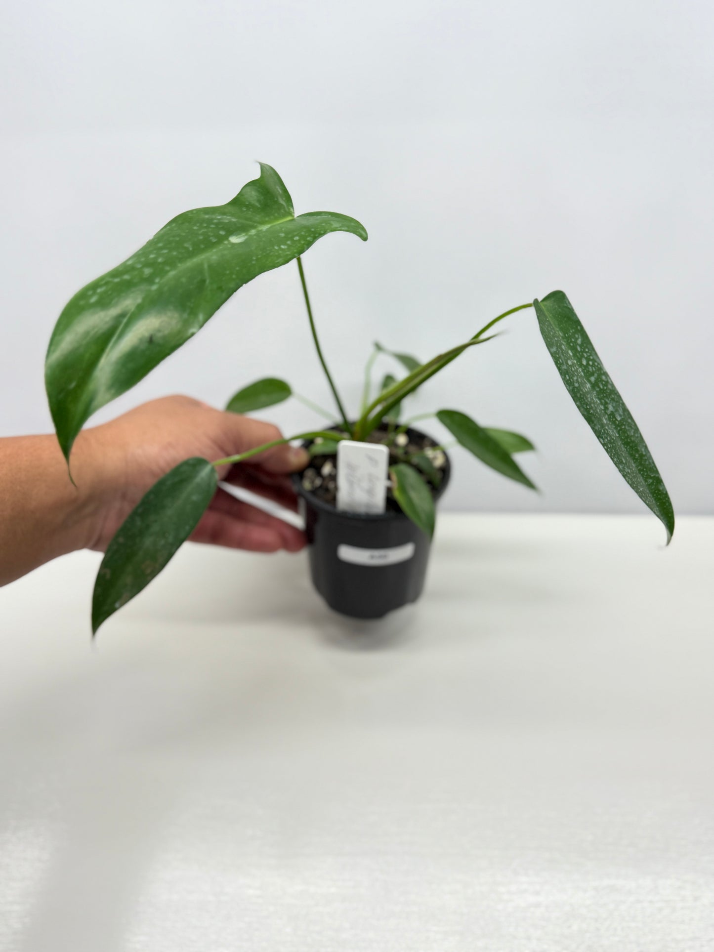 Philodendron longilobatum 'Lelano Miyano' A50