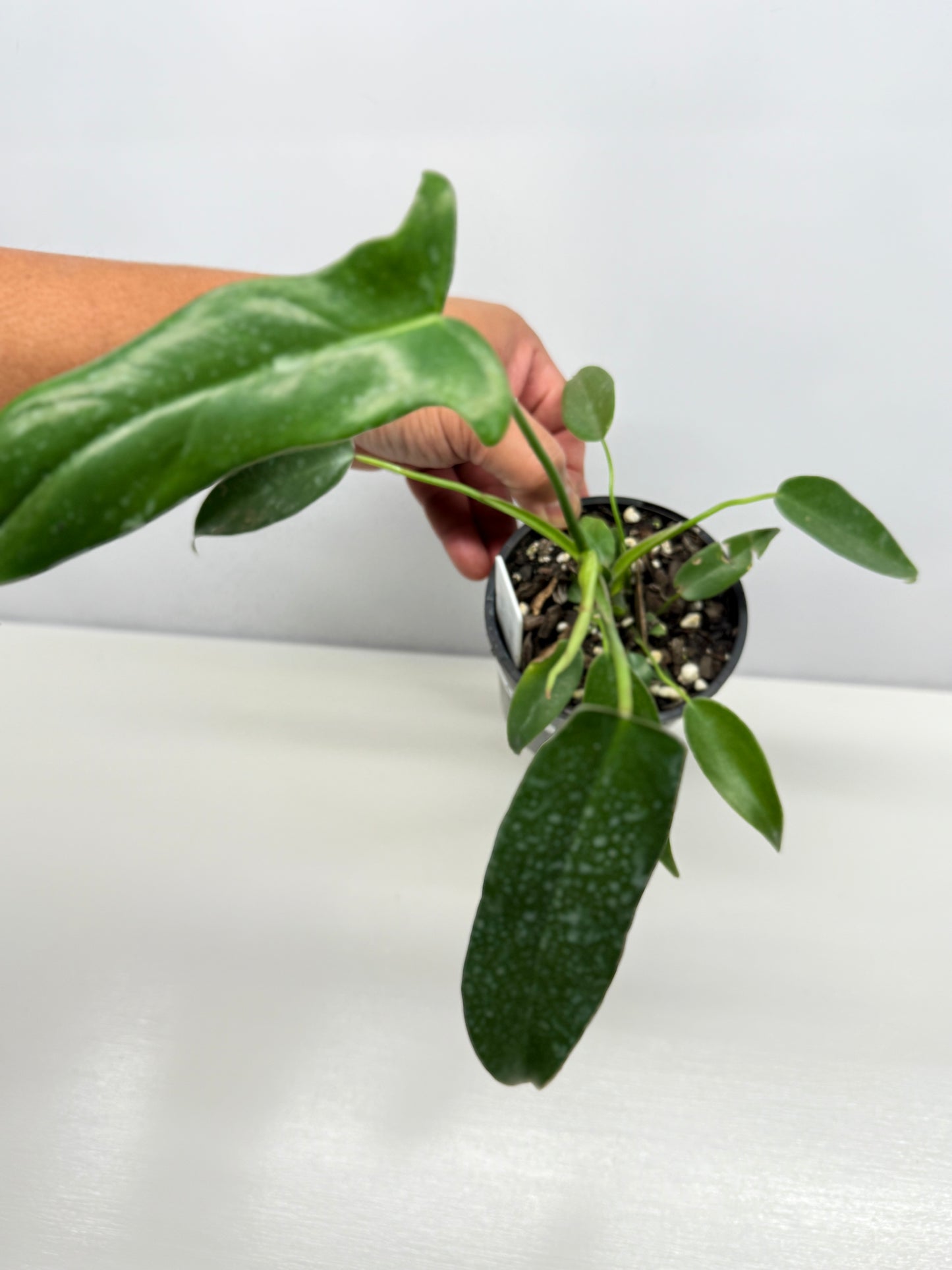 Philodendron longilobatum 'Lelano Miyano' A50
