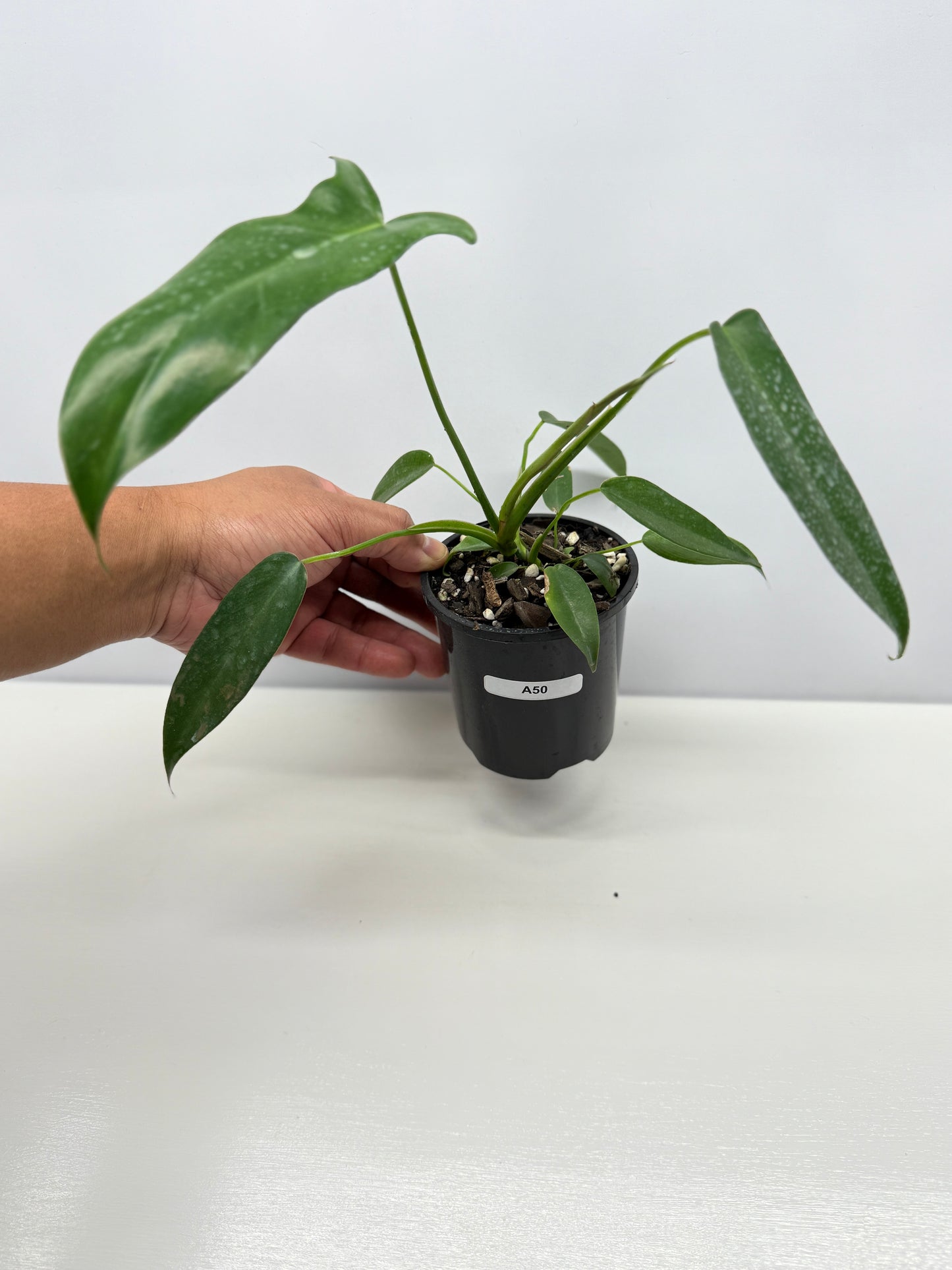 Philodendron longilobatum 'Lelano Miyano' A50