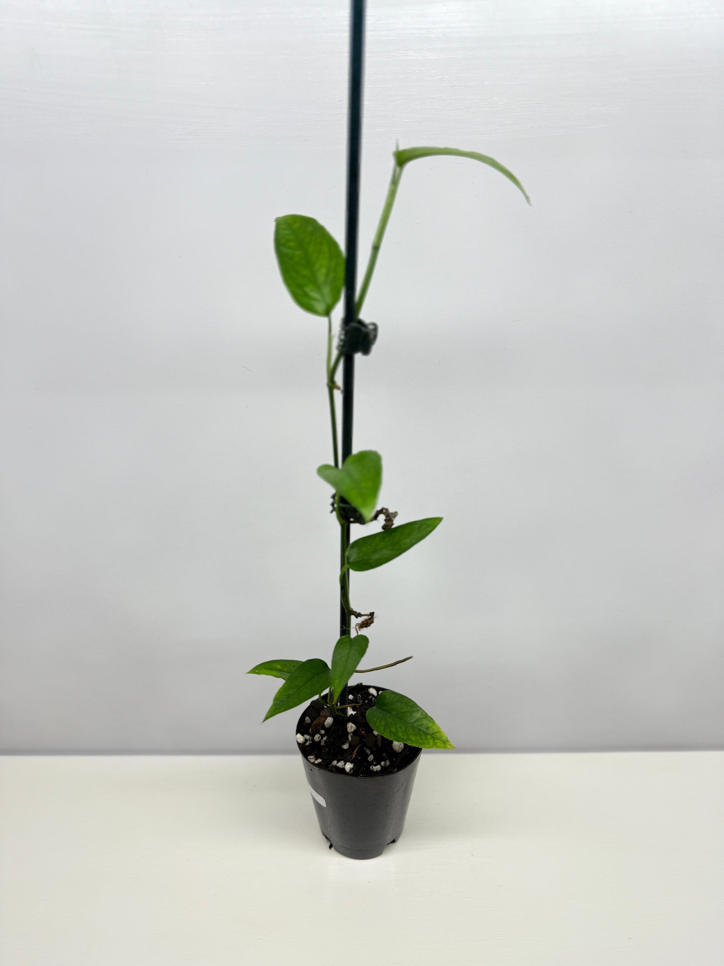 Epipremnum pinnatum - Skeleton Key A52