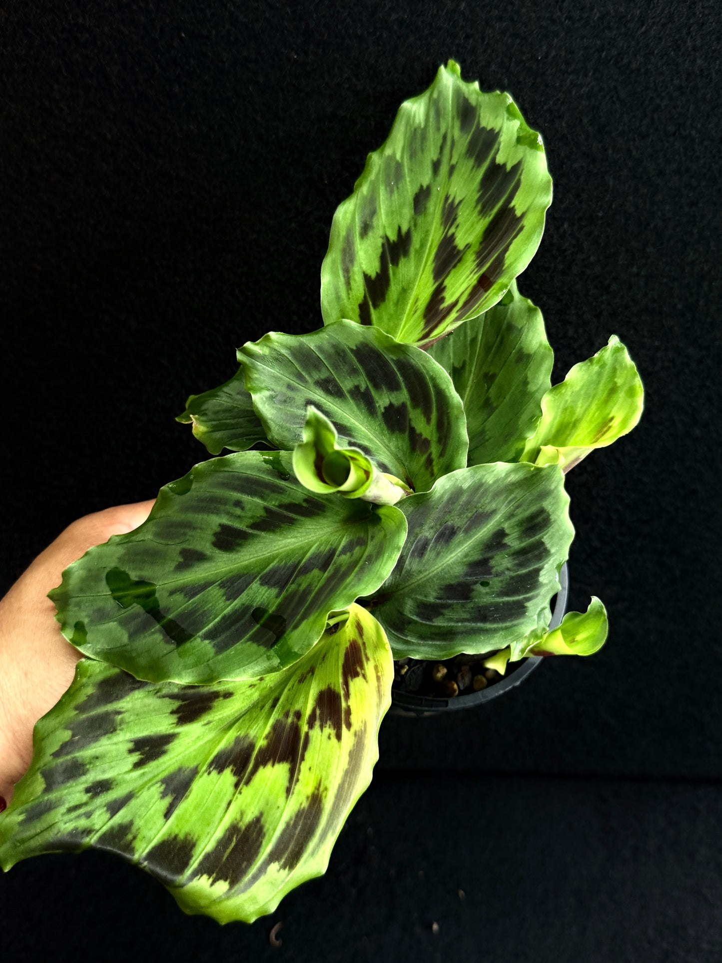 Kaempferia elegans 'Satin Checks' Y30