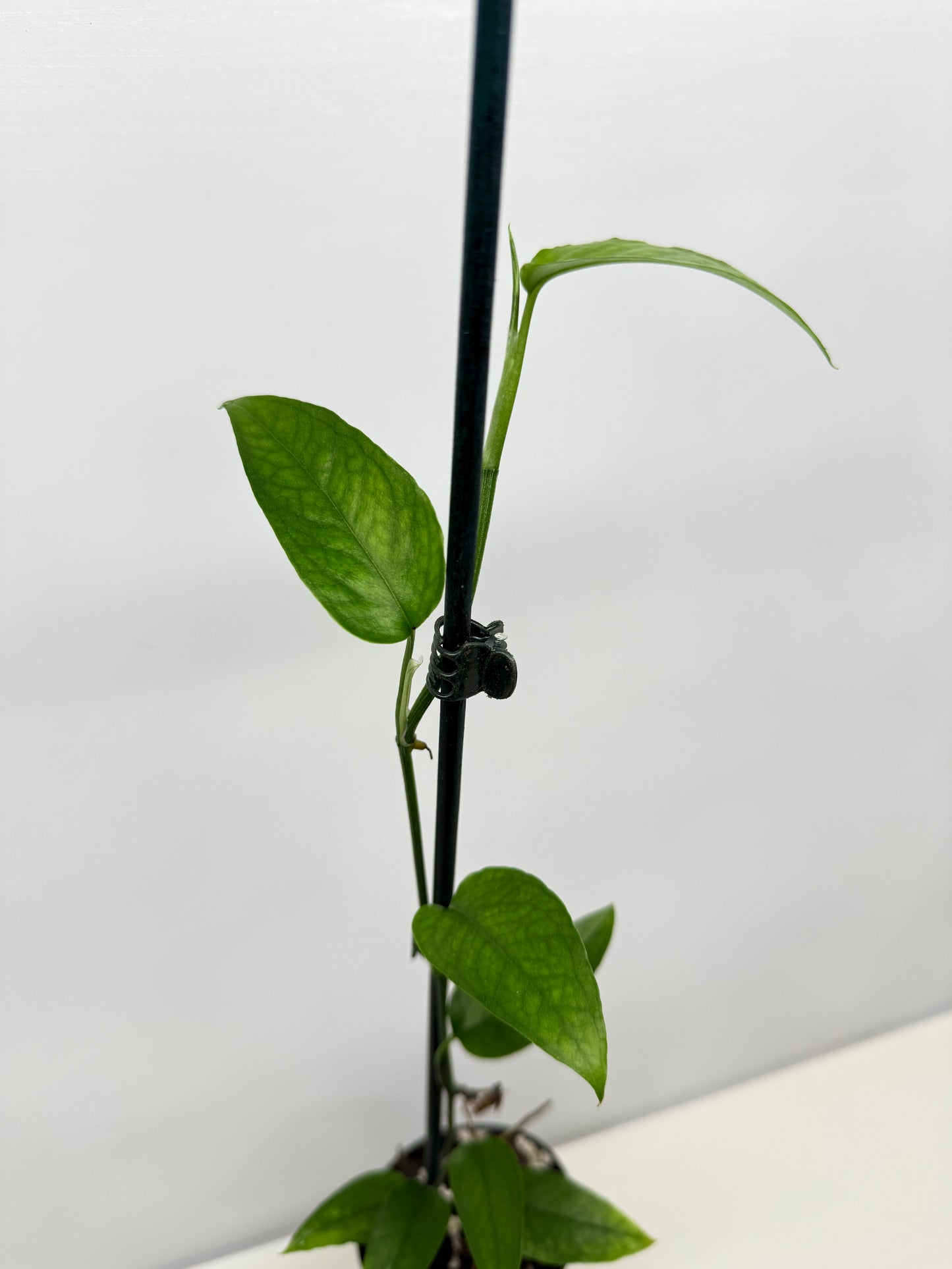 Epipremnum pinnatum - Skeleton Key A52