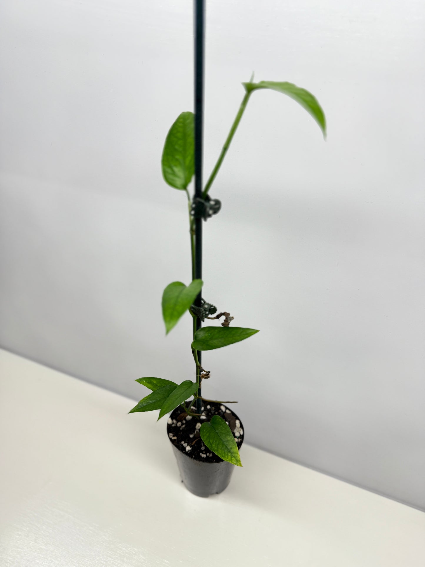 Epipremnum pinnatum - Skeleton Key A52