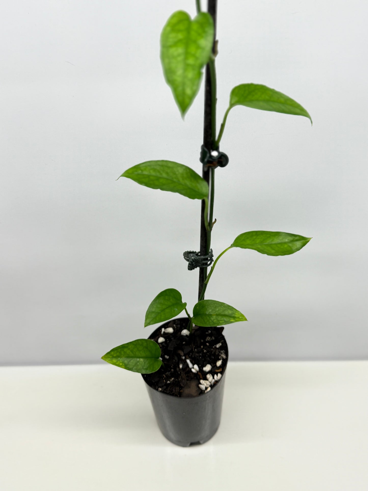 Epipremnum pinnatum - Skeleton Key A53
