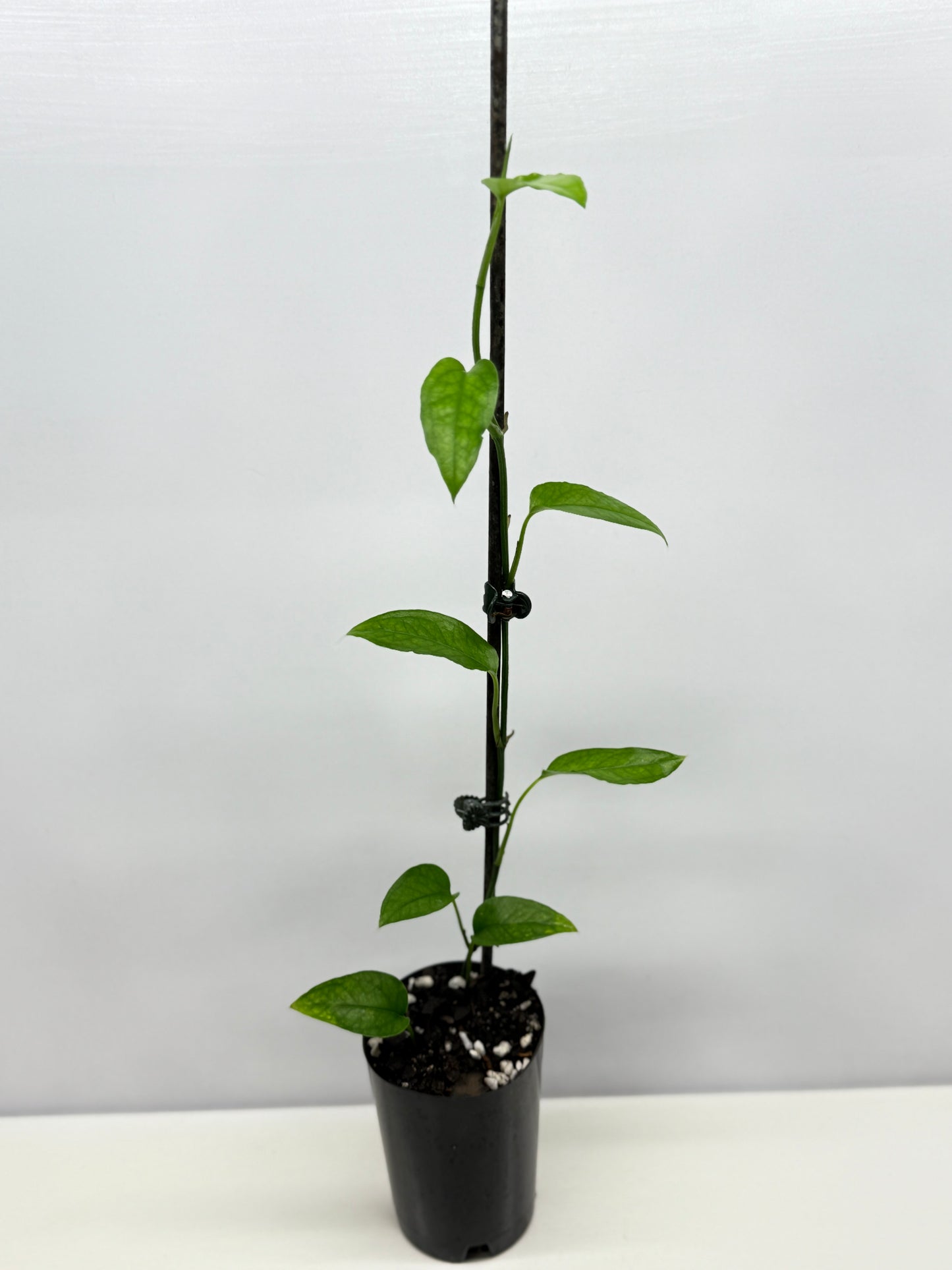 Epipremnum pinnatum - Skeleton Key A53
