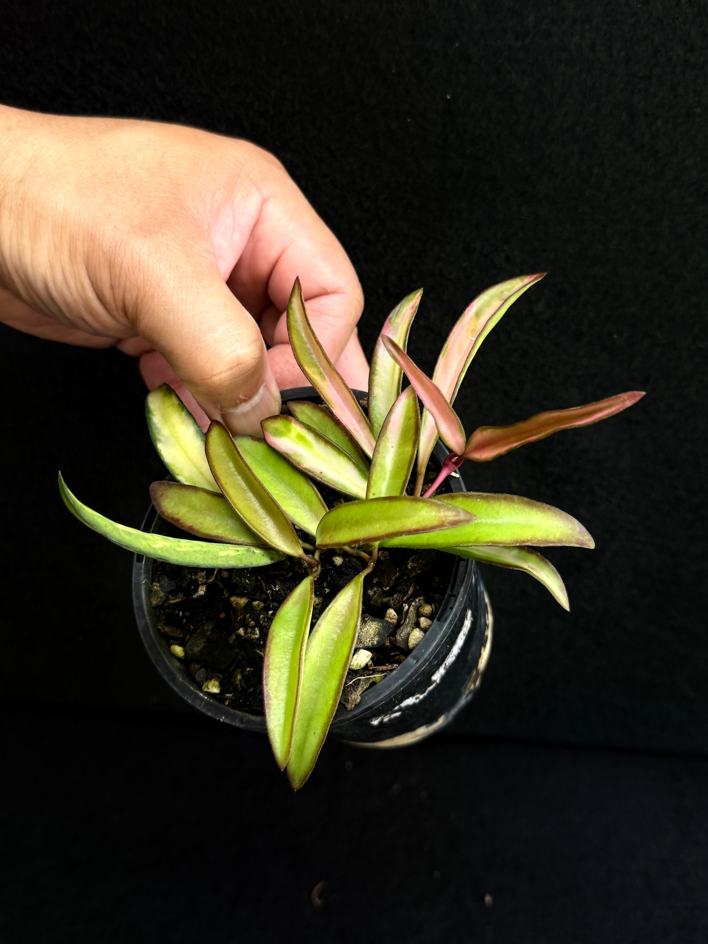 Hoya Wayetii Variegata M73