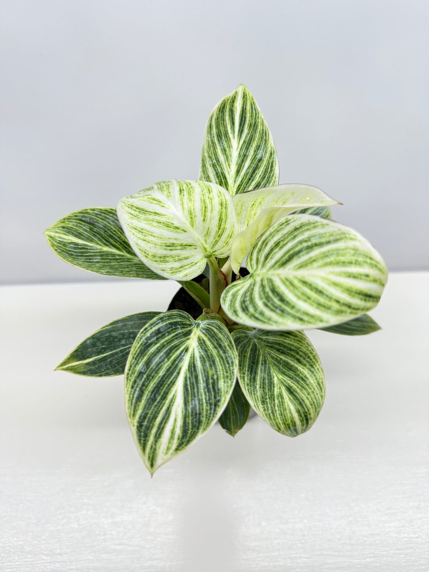 Philodendron Birkin aka 'White Wave' - Best Pick of the Crop!
