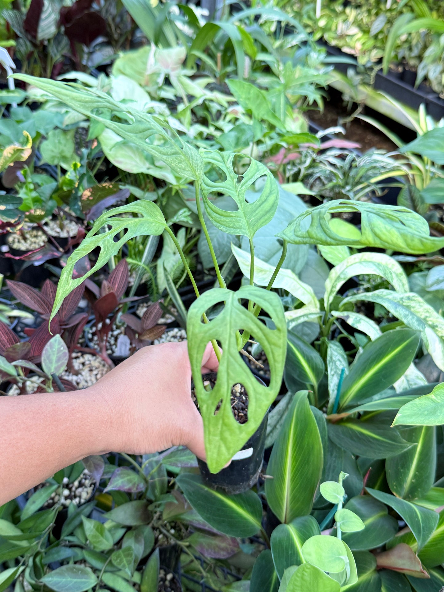 Monstera Adansonii Mint Variegated (Indonesian form) I80