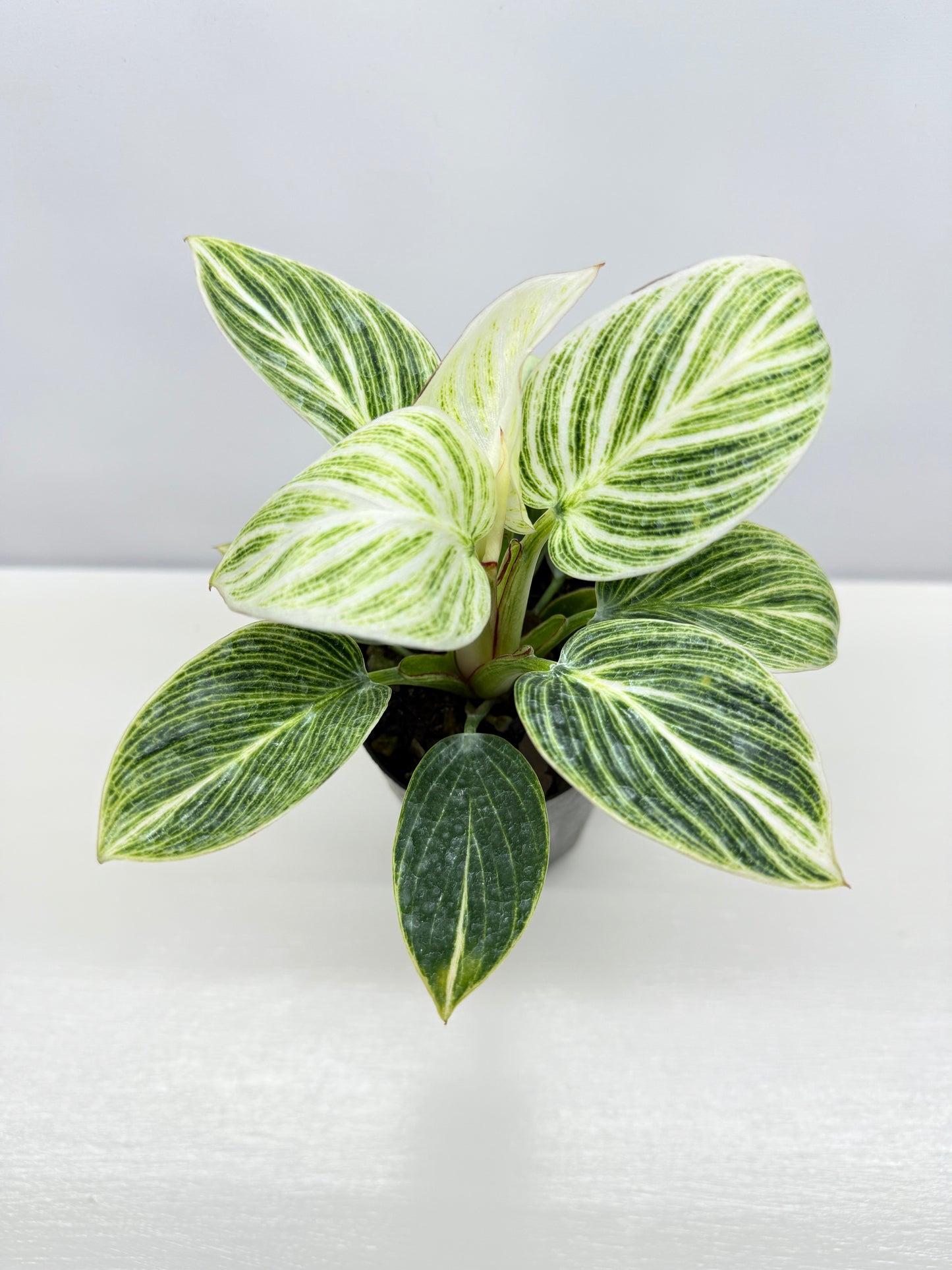 Philodendron Birkin aka 'White Wave' - Best Pick of the Crop!