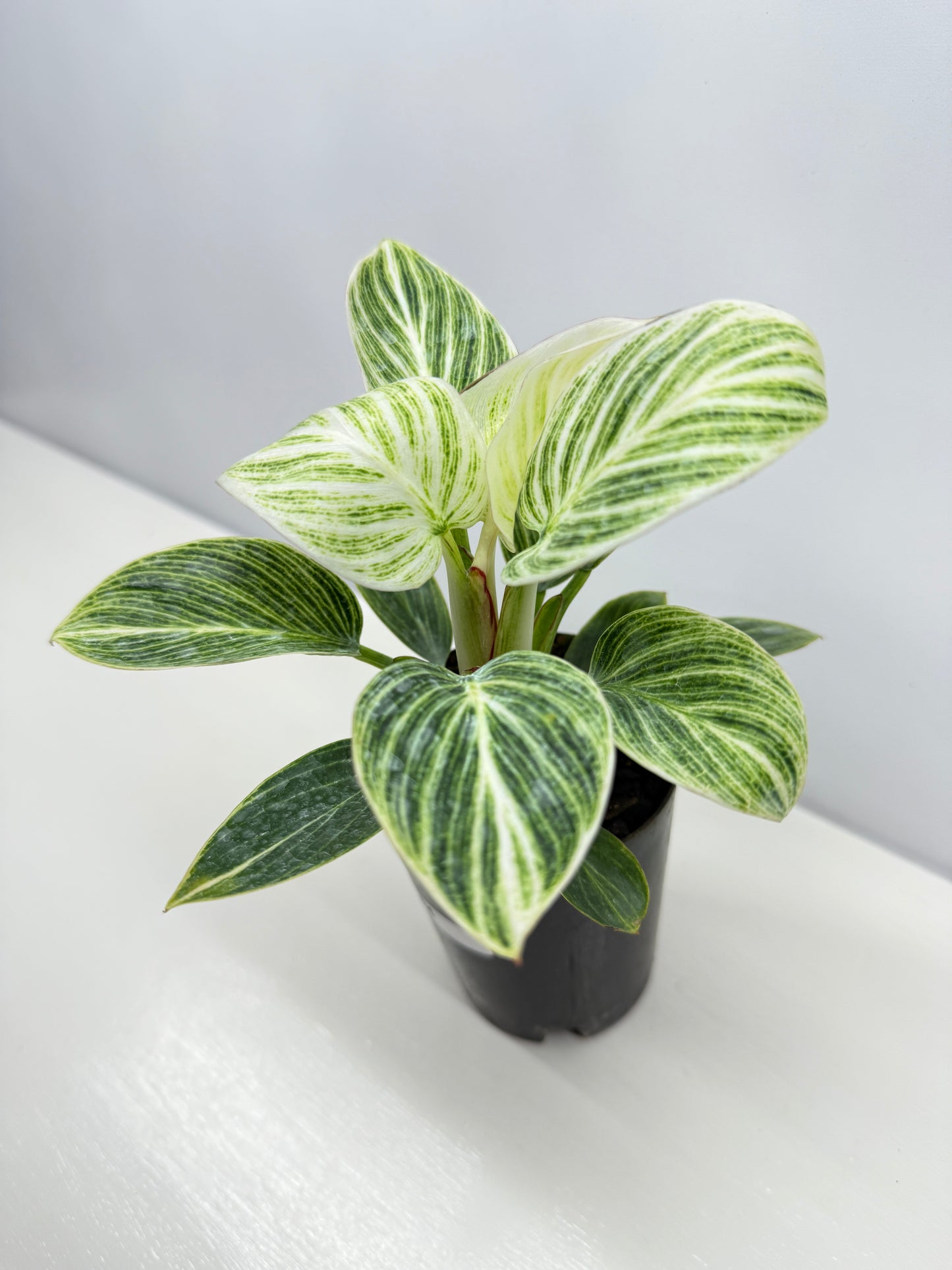 Philodendron Birkin aka 'White Wave' - Best Pick of the Crop!