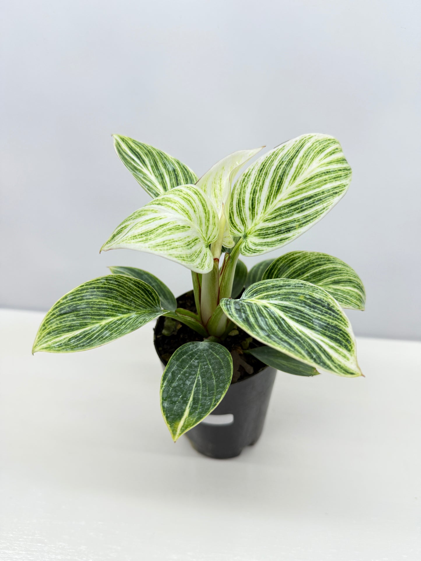 Philodendron Birkin aka 'White Wave' - Best Pick of the Crop!