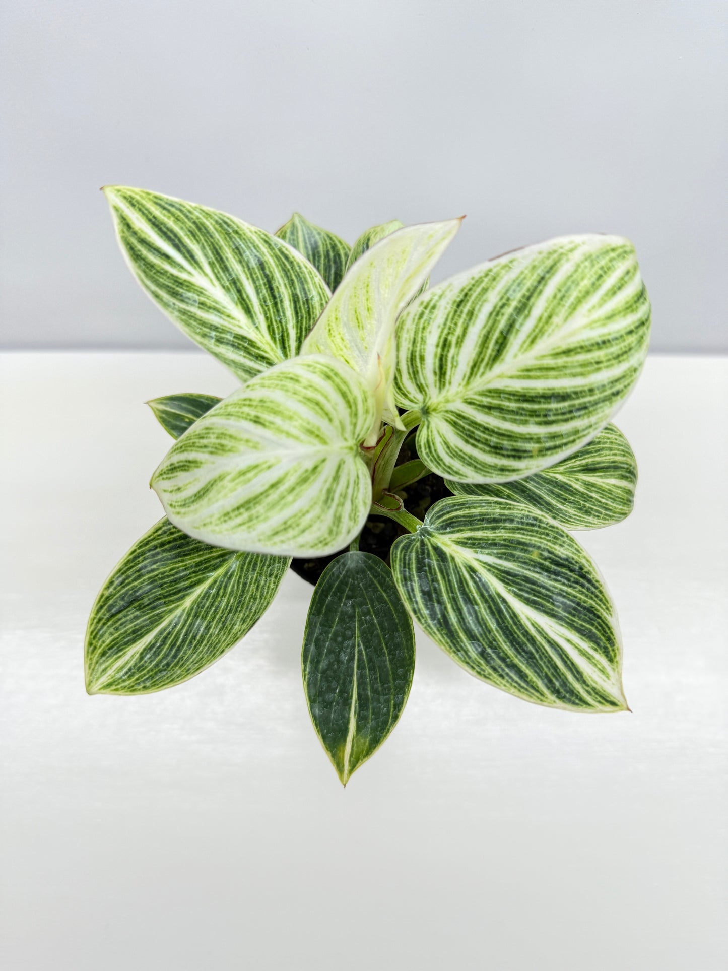 Philodendron Birkin aka 'White Wave' - Best Pick of the Crop!
