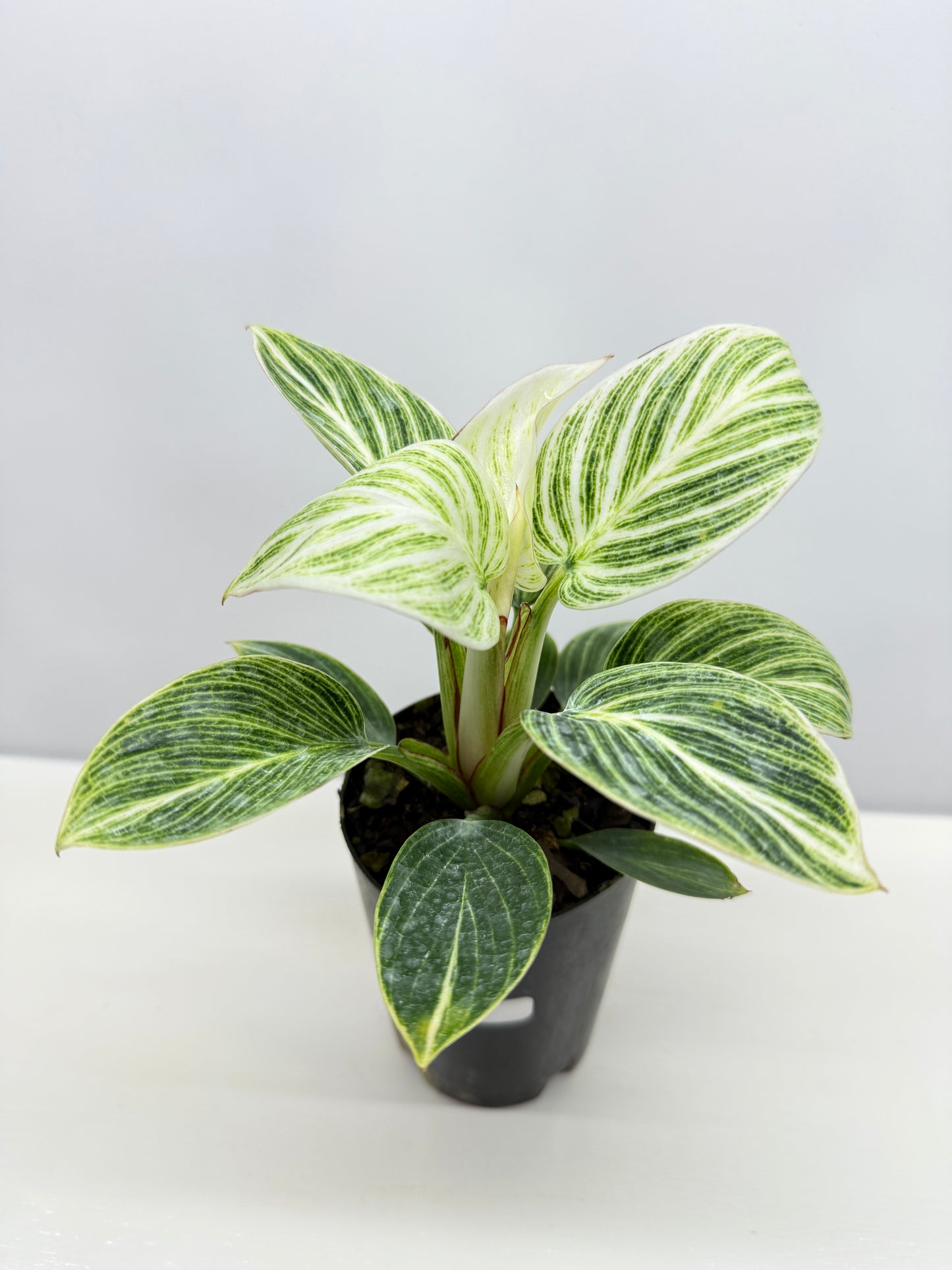Philodendron Birkin aka 'White Wave' - Best Pick of the Crop!