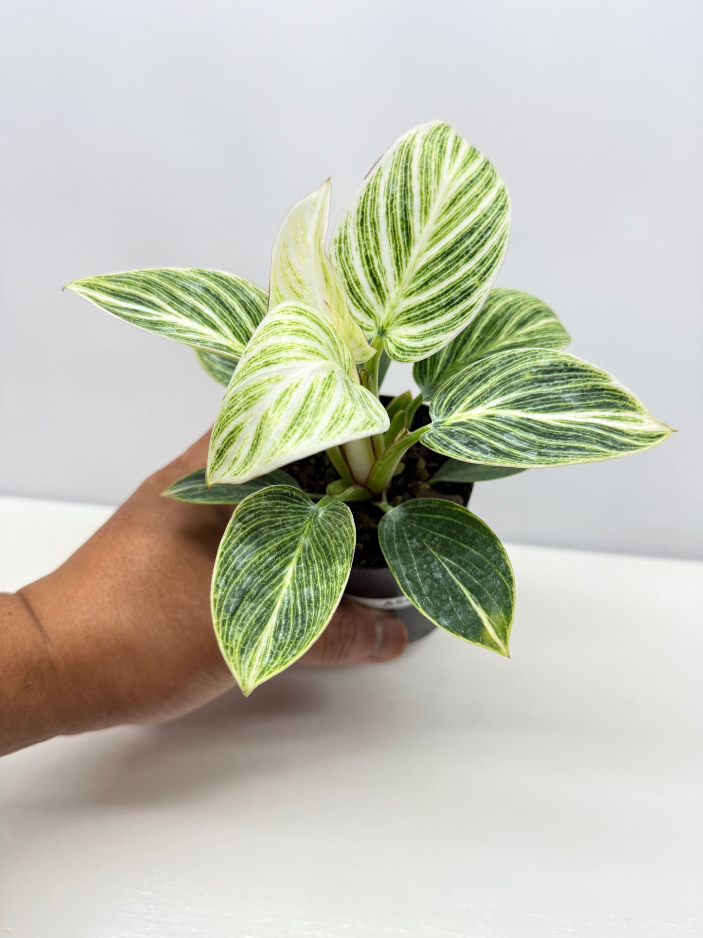 Philodendron Birkin aka 'White Wave' - Best Pick of the Crop!