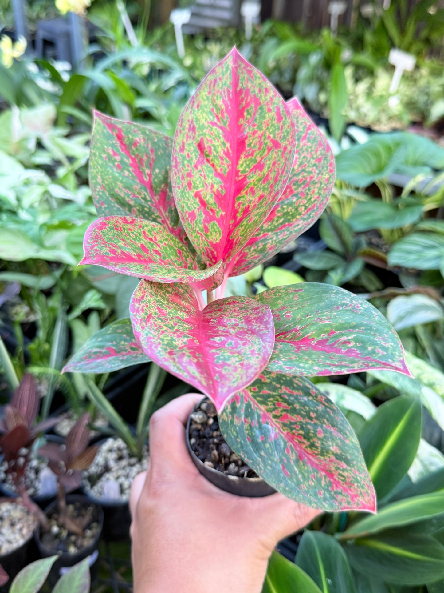 Aglaonema 'Red Dust' - Rarely Offered L73