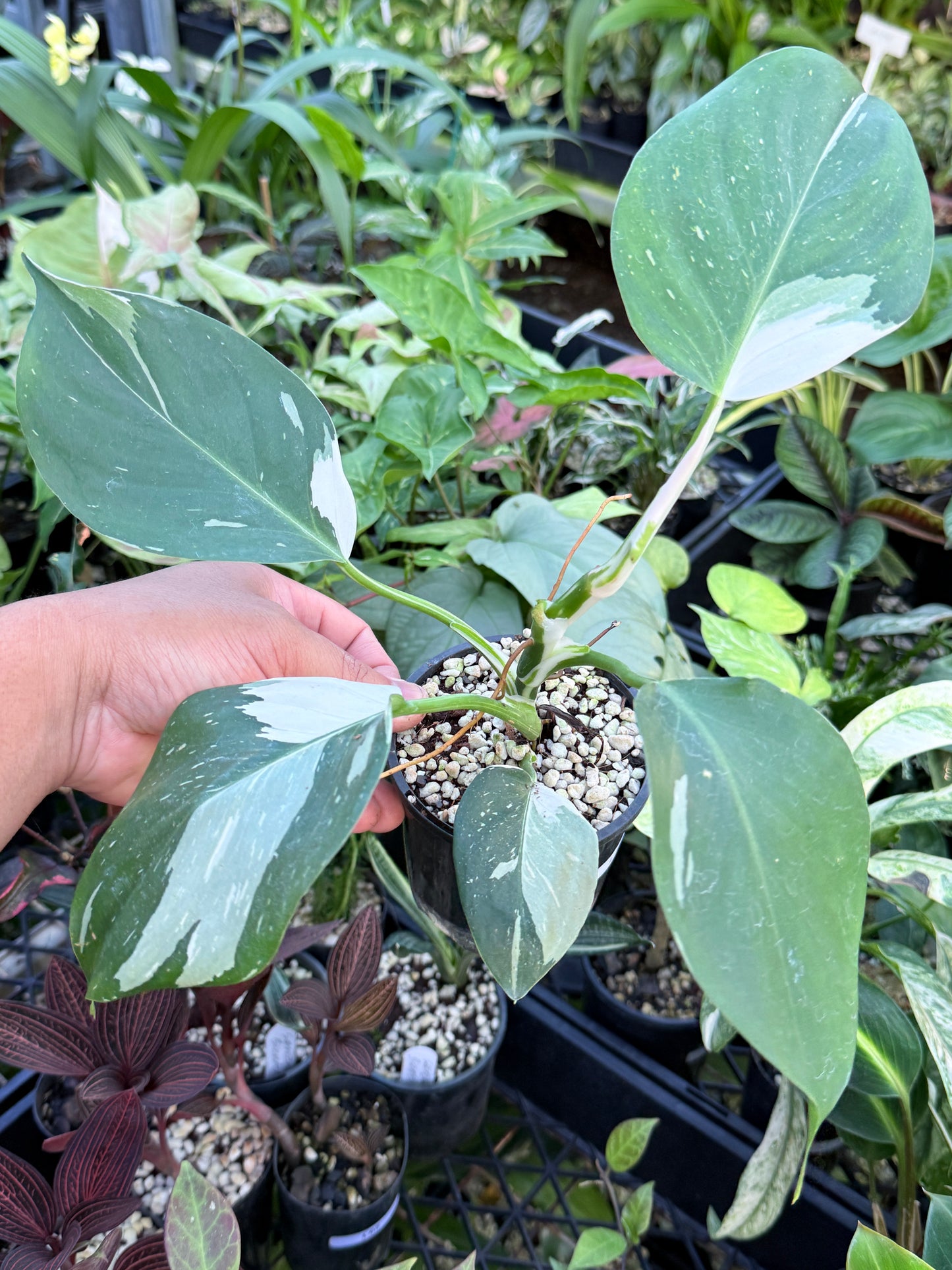 Philodendron 'White Wizard' L74