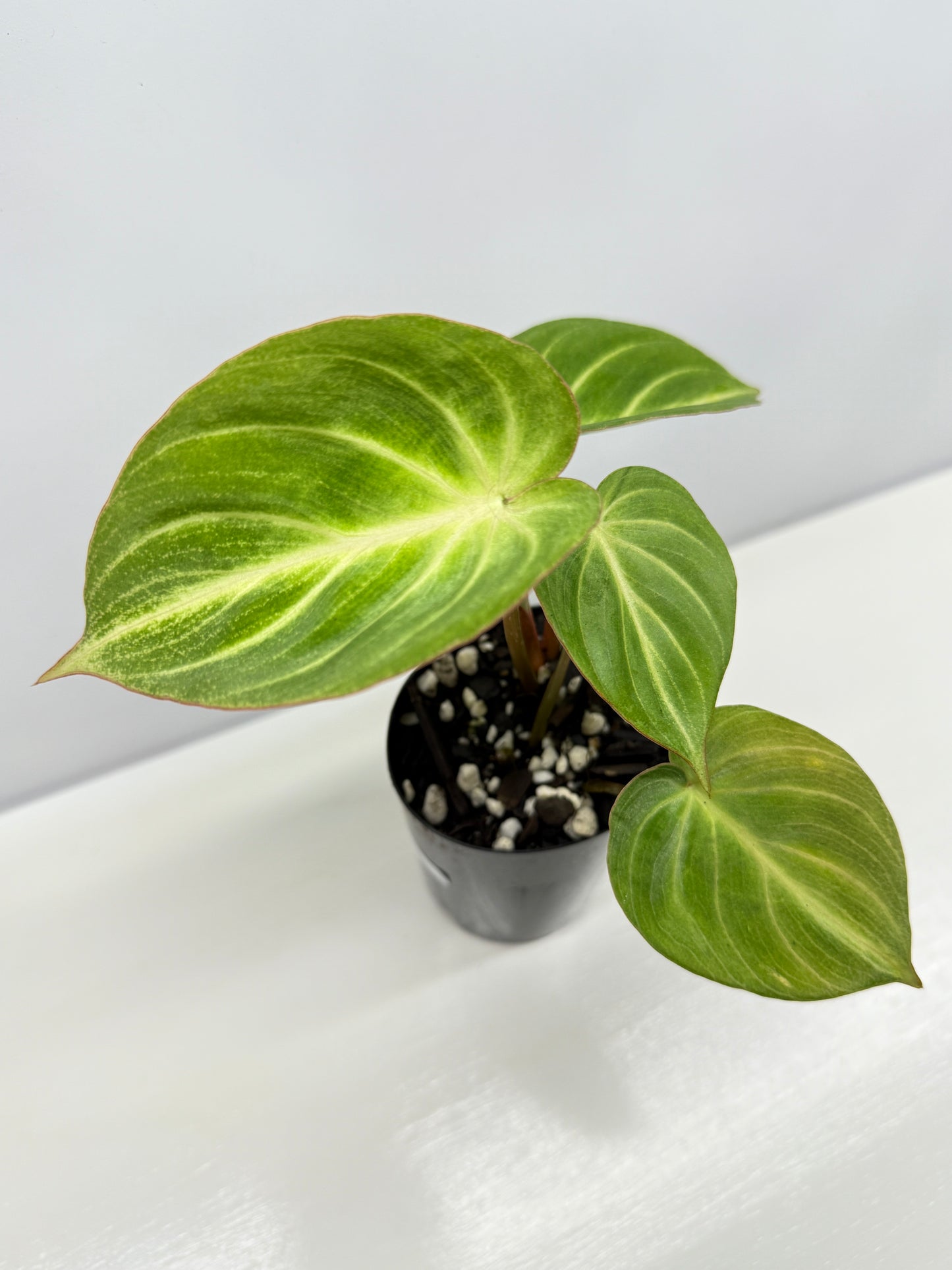Philodendron 'Tinkerbelle' (Miniature Philodendron) A57