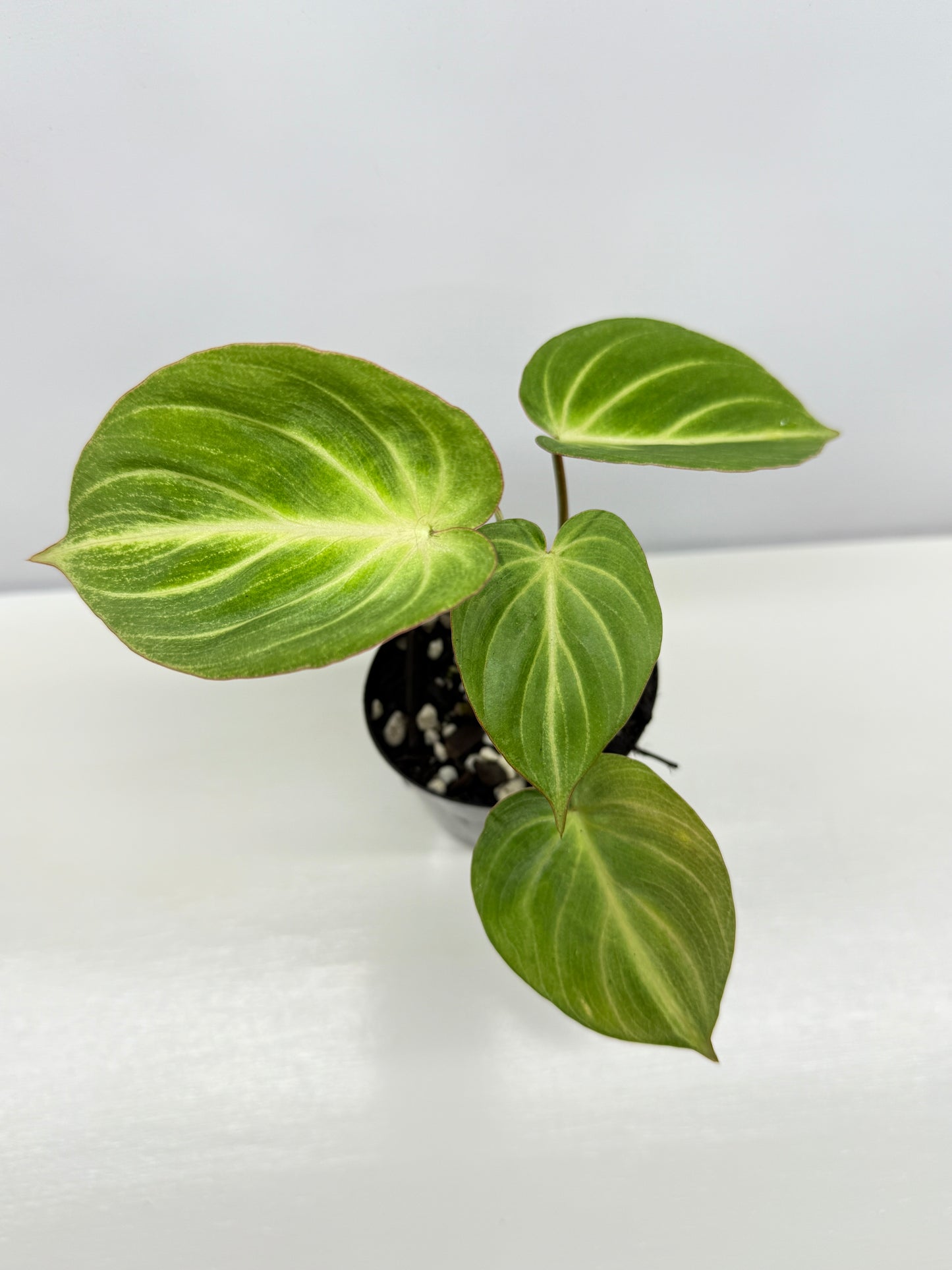 Philodendron 'Tinkerbelle' (Miniature Philodendron) A57