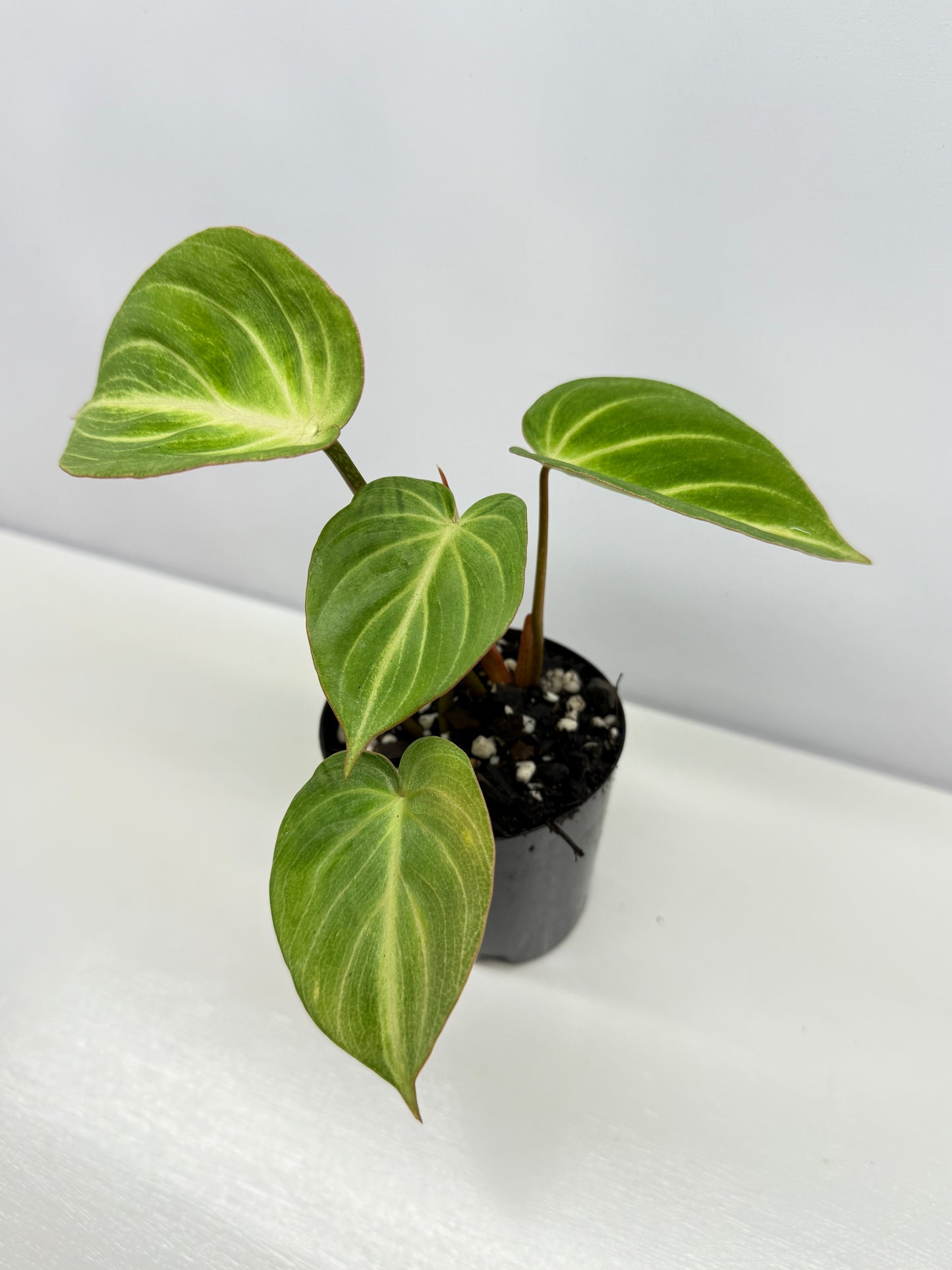 Philodendron 'Tinkerbelle' (Miniature Philodendron) A57
