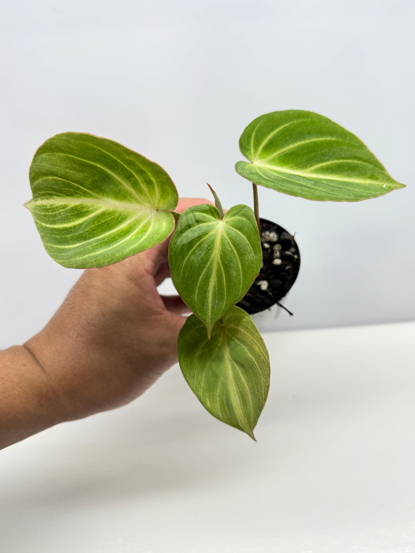 Philodendron 'Tinkerbelle' (Miniature Philodendron) A57