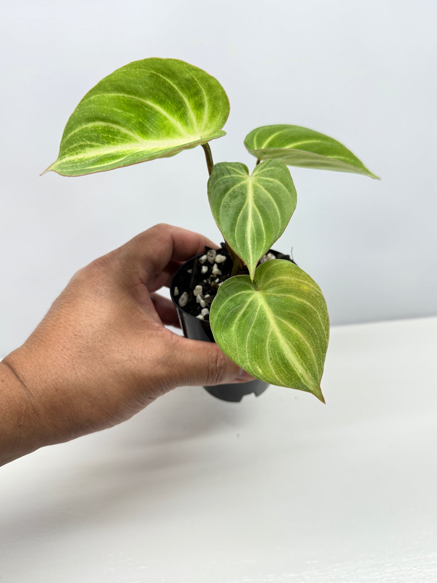 Philodendron 'Tinkerbelle' (Miniature Philodendron) A57