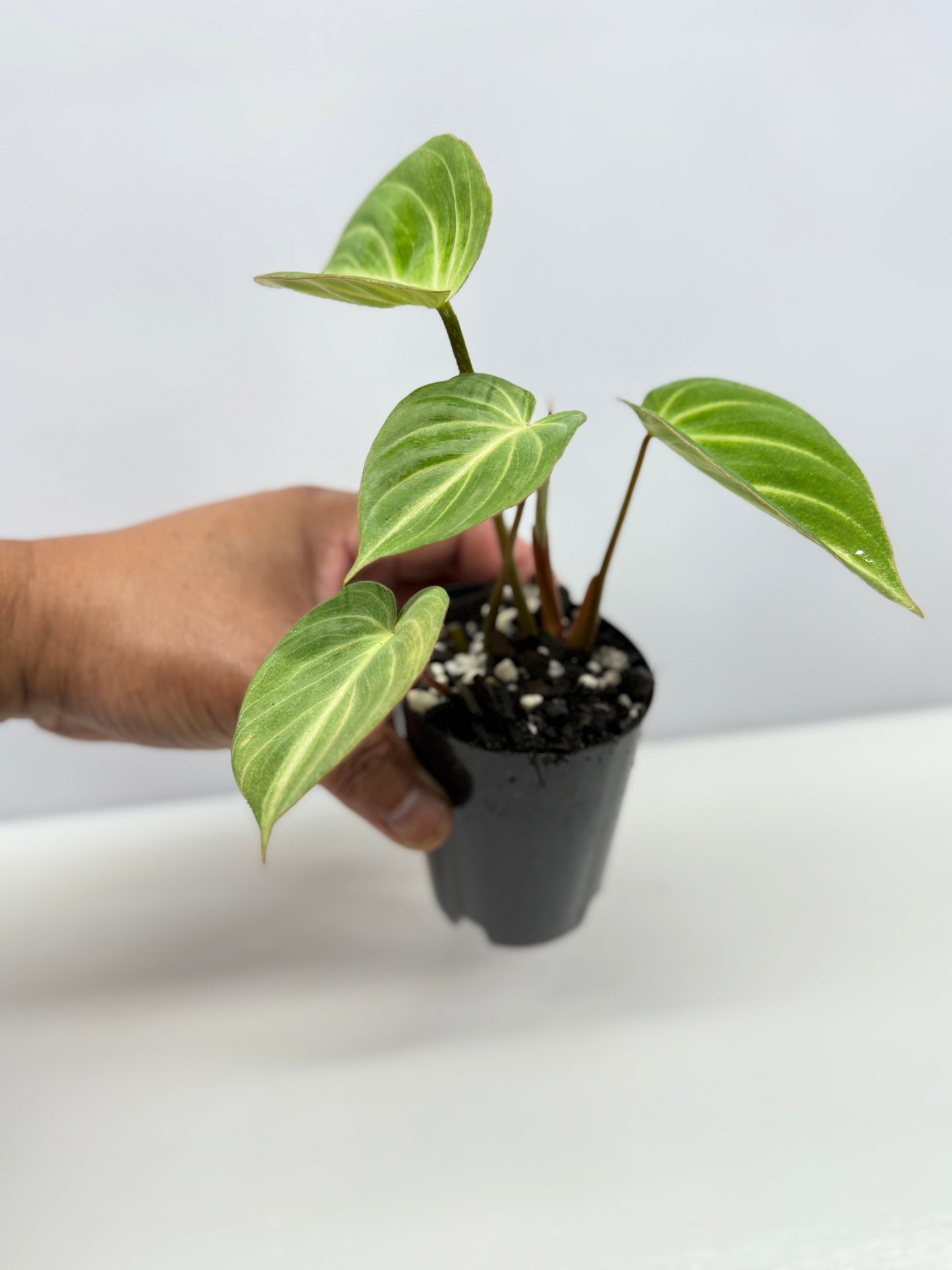 Philodendron 'Tinkerbelle' (Miniature Philodendron) A57