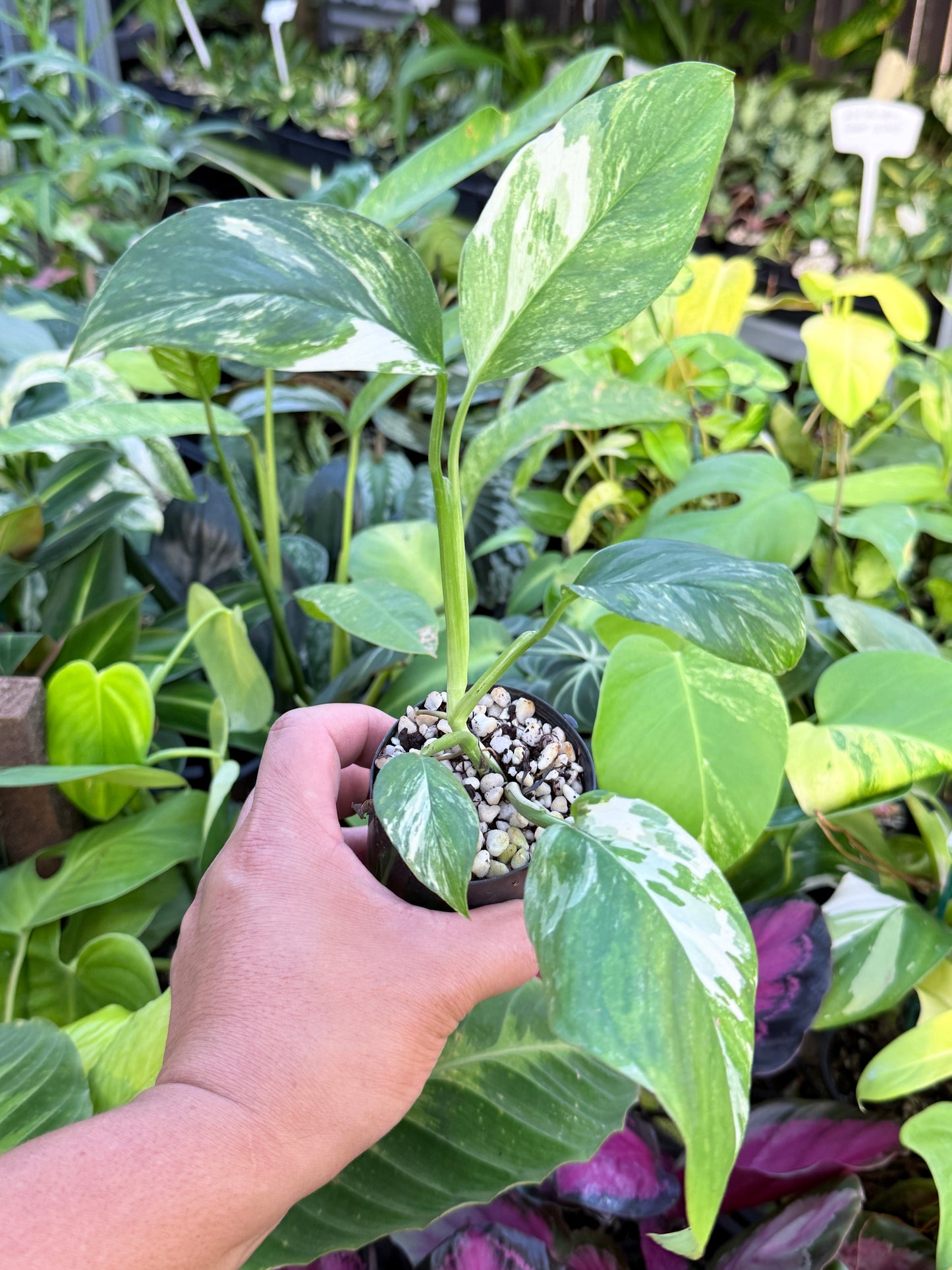 Monstera lechleriana Variegated L71