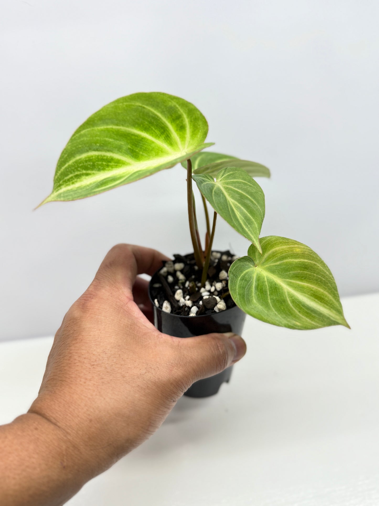 Philodendron 'Tinkerbelle' (Miniature Philodendron) A57