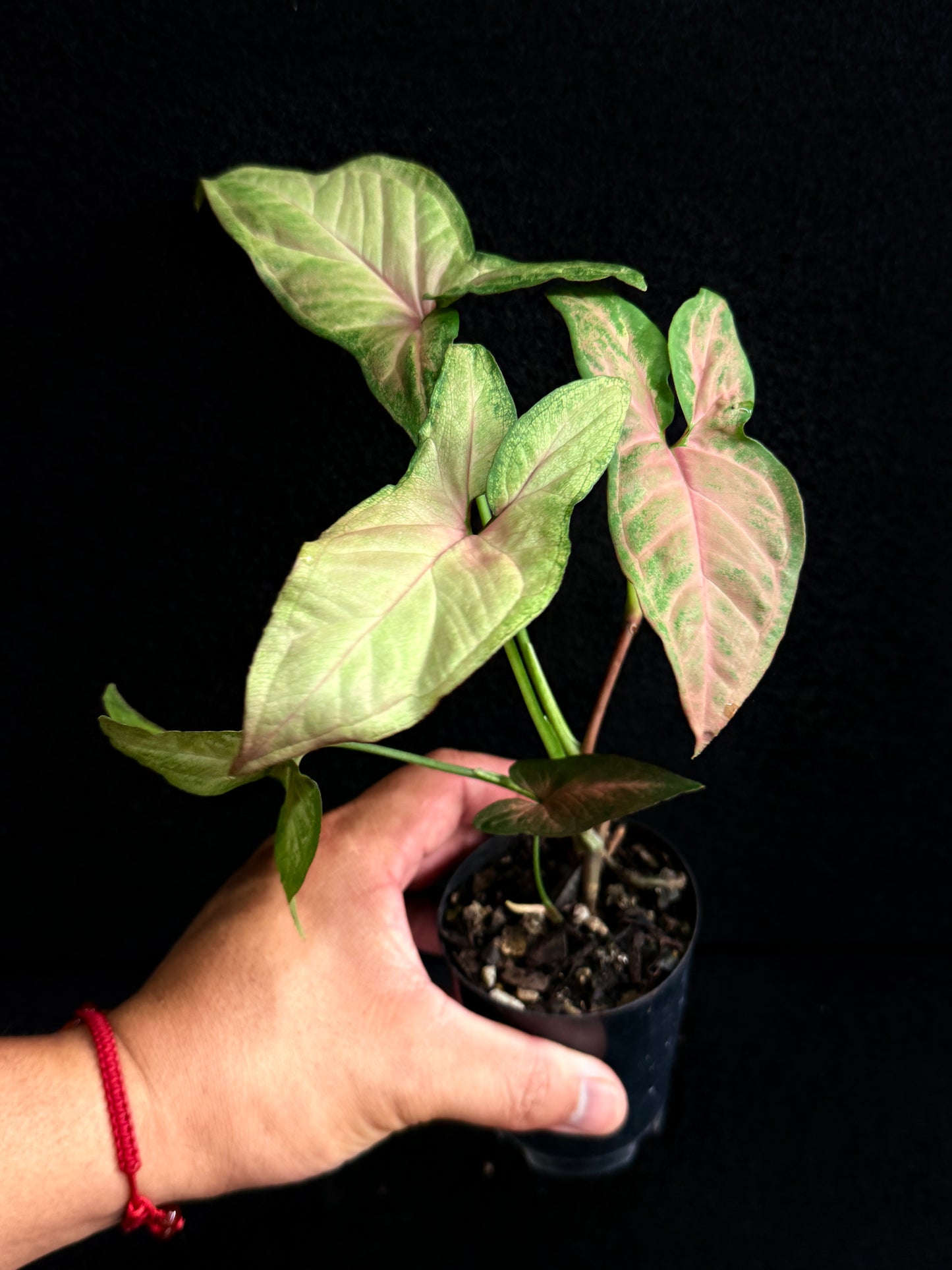 Syngonium 'Pink Star' F75