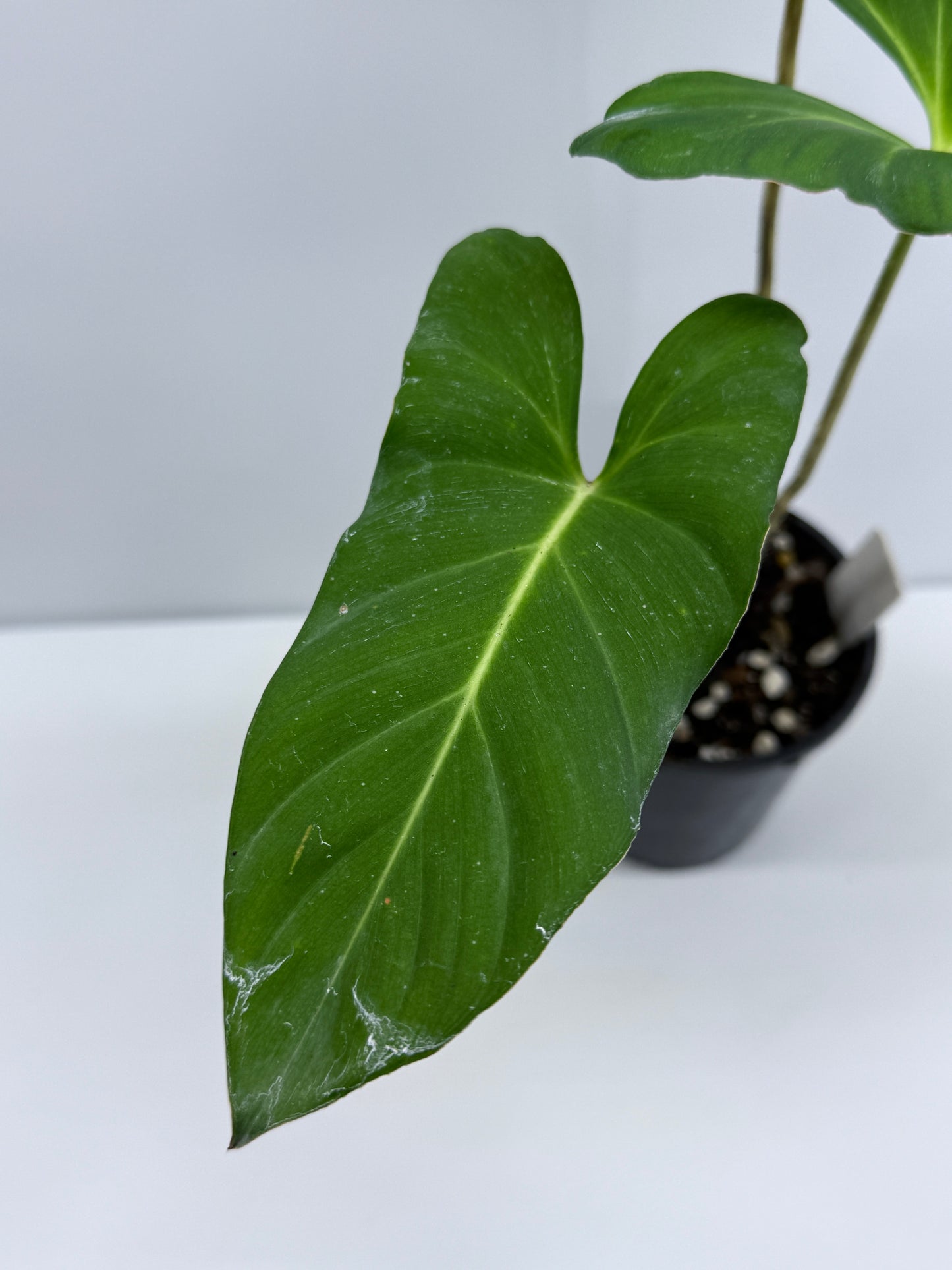 Adelonema yanamonoensis aka Homalomena Lindenii S34