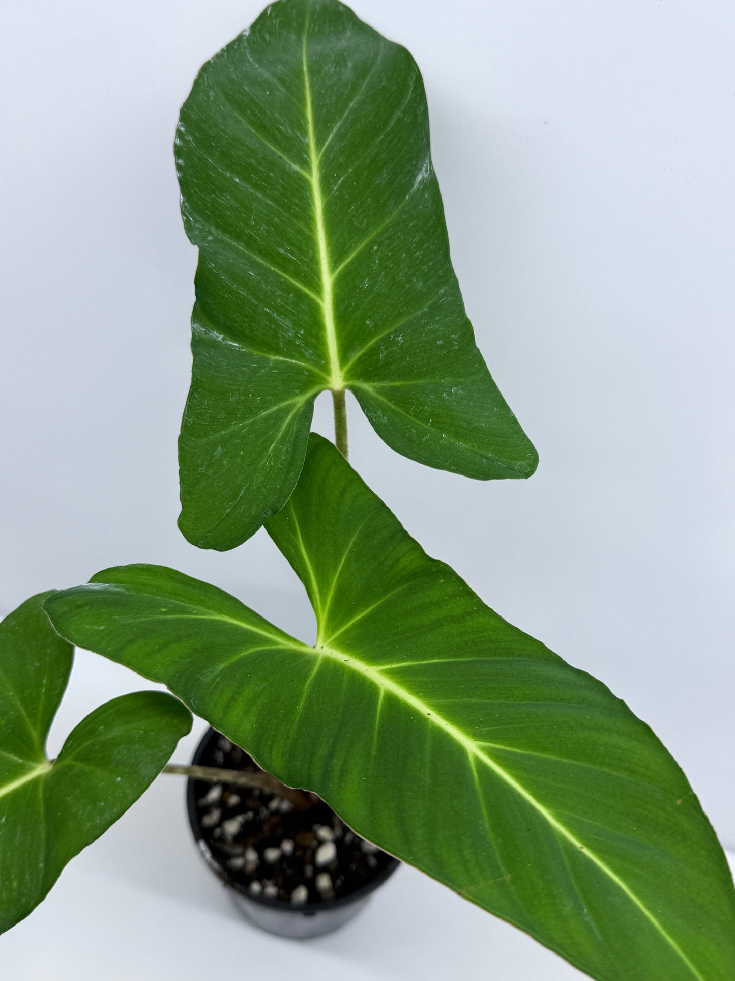 Adelonema yanamonoensis aka Homalomena Lindenii S34